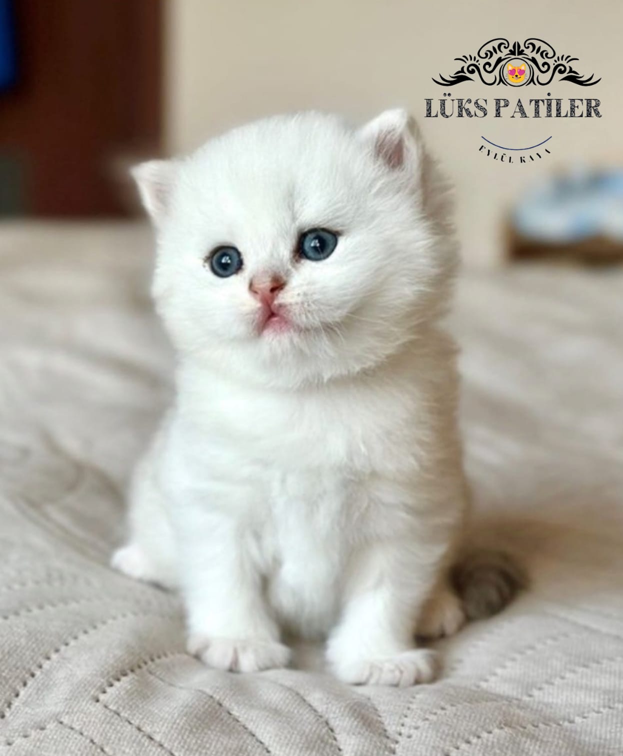 Silver British Shorthair NS1133🧿