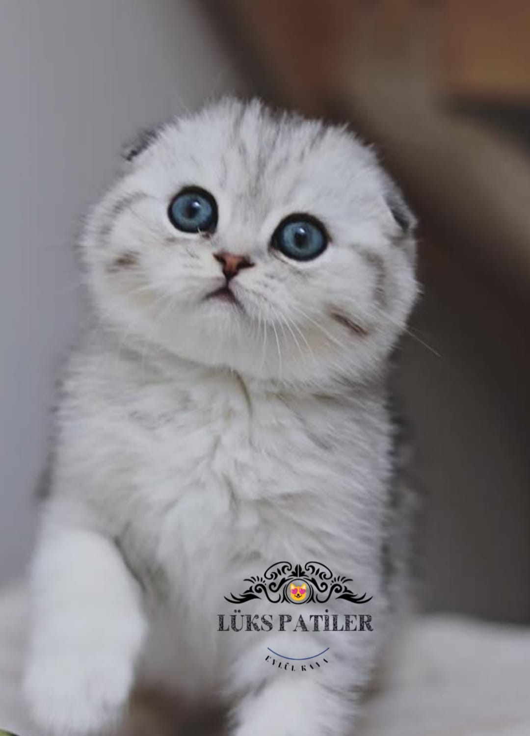 Silver ScottishFold NS24🧿