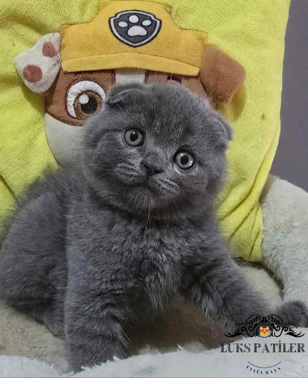 Gri Scottish Fold Shorthair 🧿 