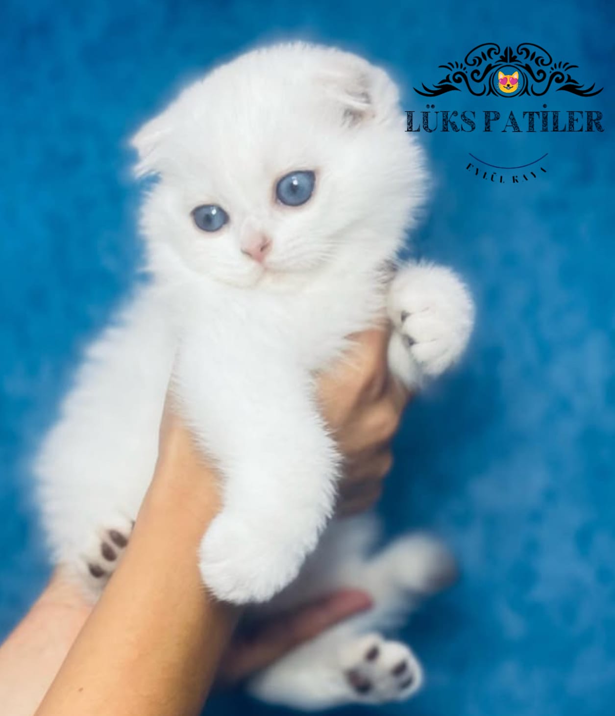 Silver ScottishFold NS1133 🧿