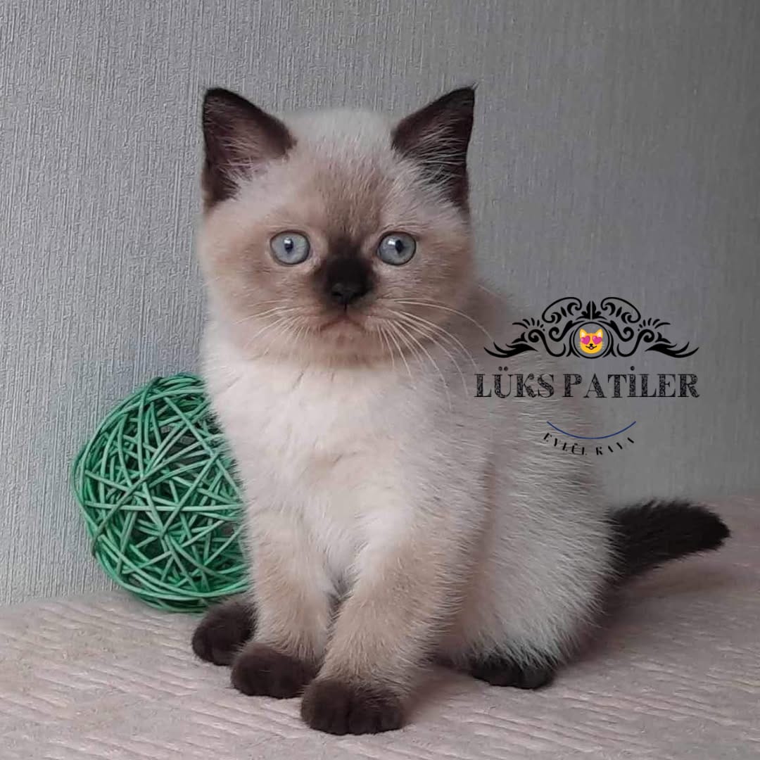 Çikolatapoint British Shorthair🧿