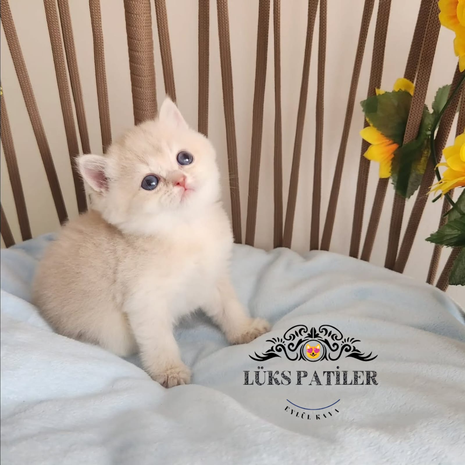 Golden British Shorthair NY11 🧿