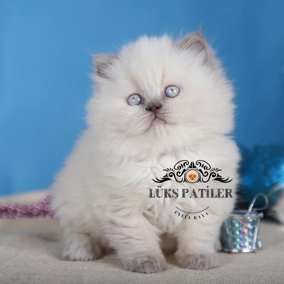 Bluepoint British Longhair 🧿