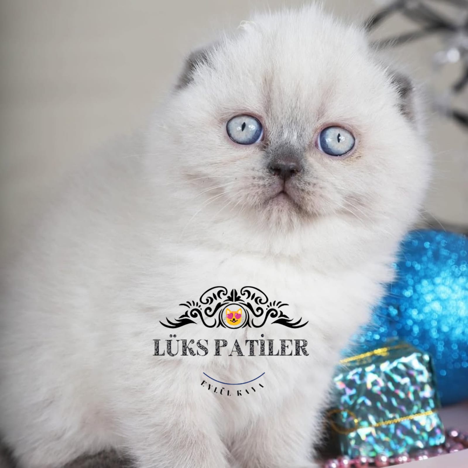 Bluepoint Scottish Fold Shorthair 🧿