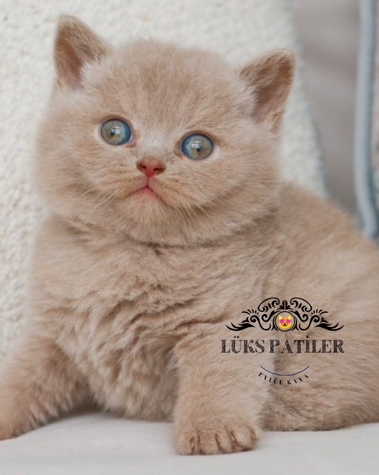 Lilac British Shorthair 🧿