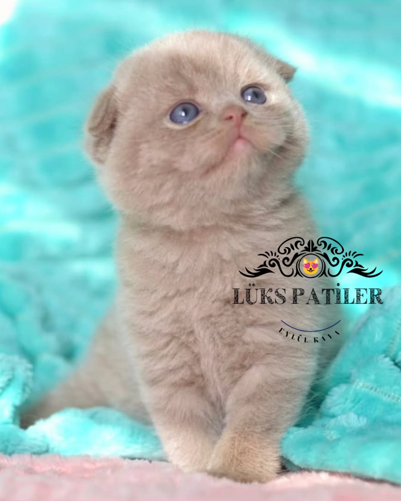 Lilac Scottish Fold Shorthair 🧿