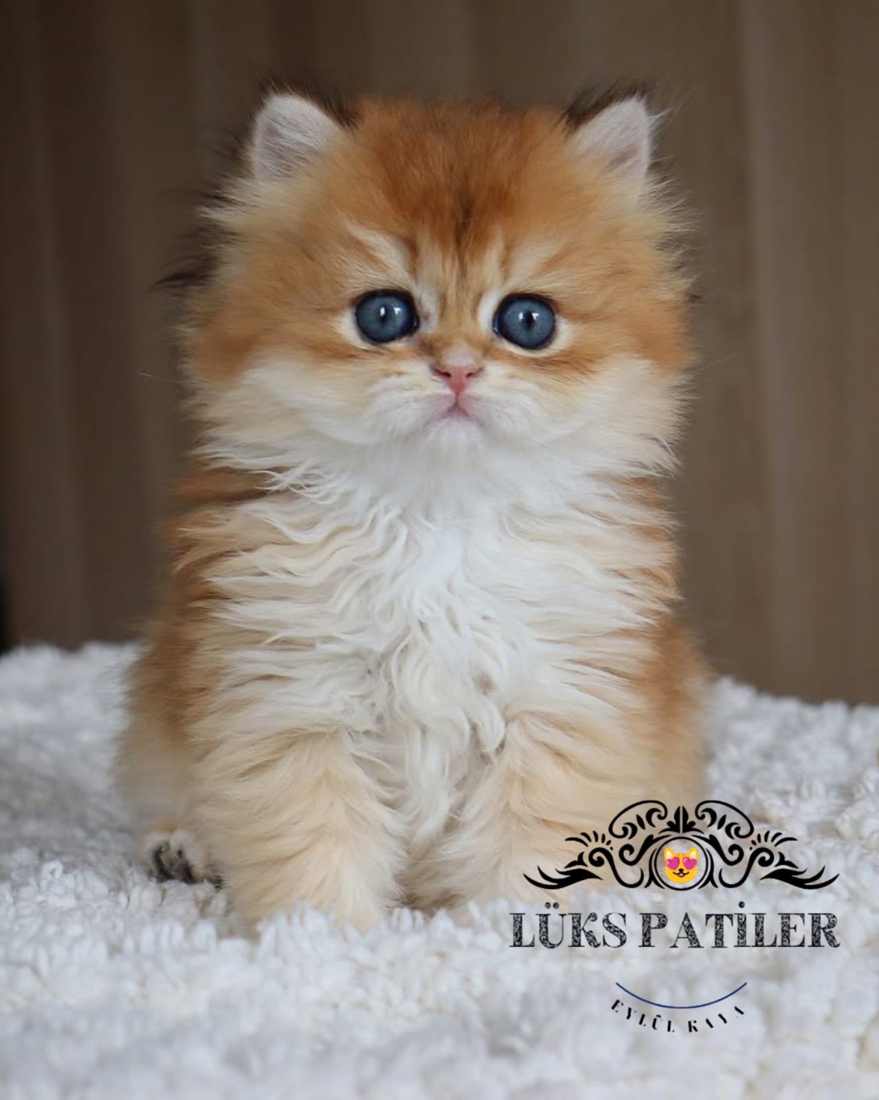 Golden British Longhair NY12 🧿