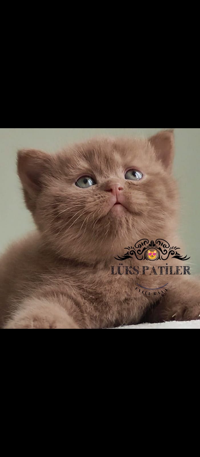 Chocolate British Shorthair 🧿