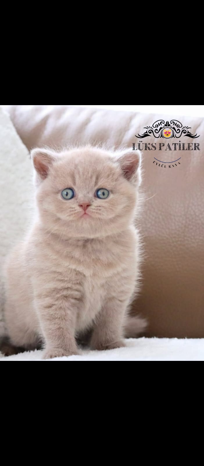 Lilac British Shorthair 🧿