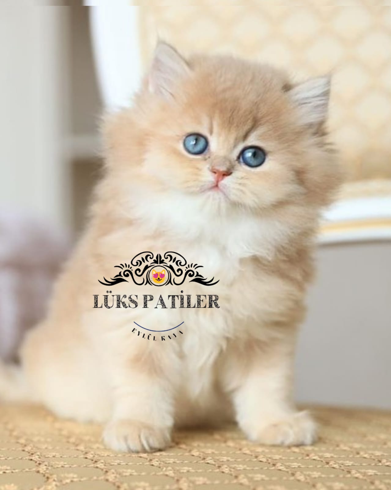 Golden British Longhair NY11 🧿