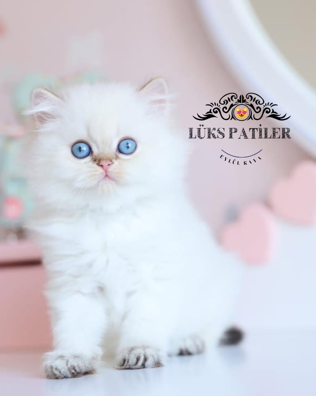 Silver Point British Longhair 🧿