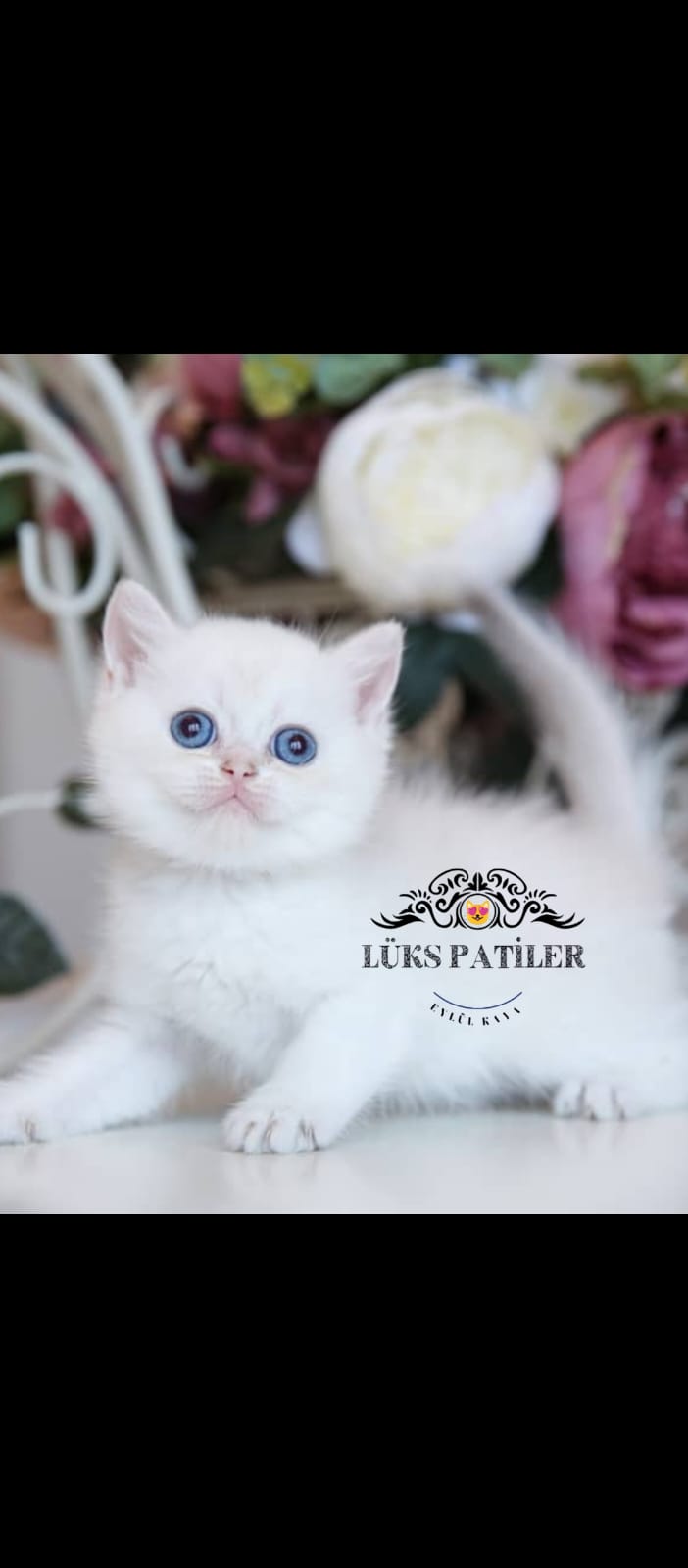 Silver British Shorthair 🧿