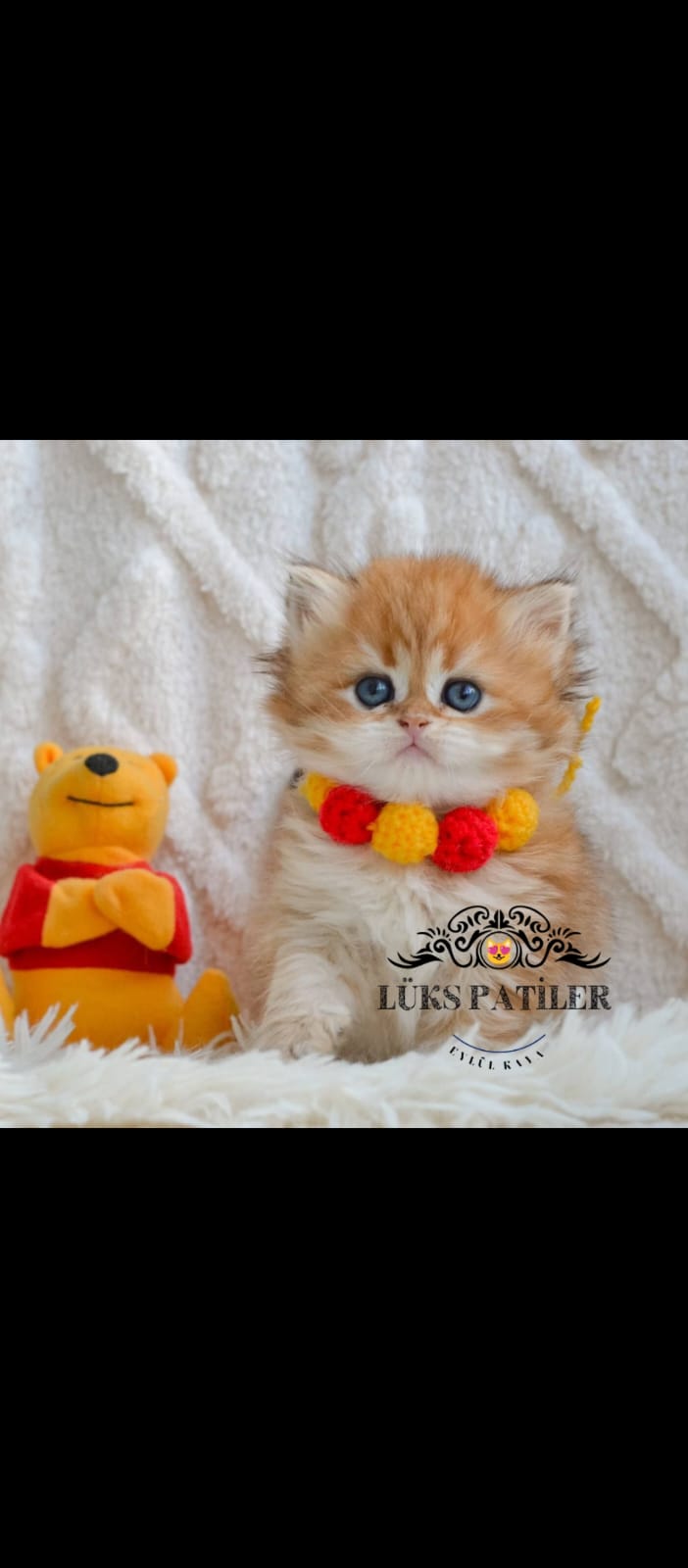 Golden British Longhair NY12 🧿