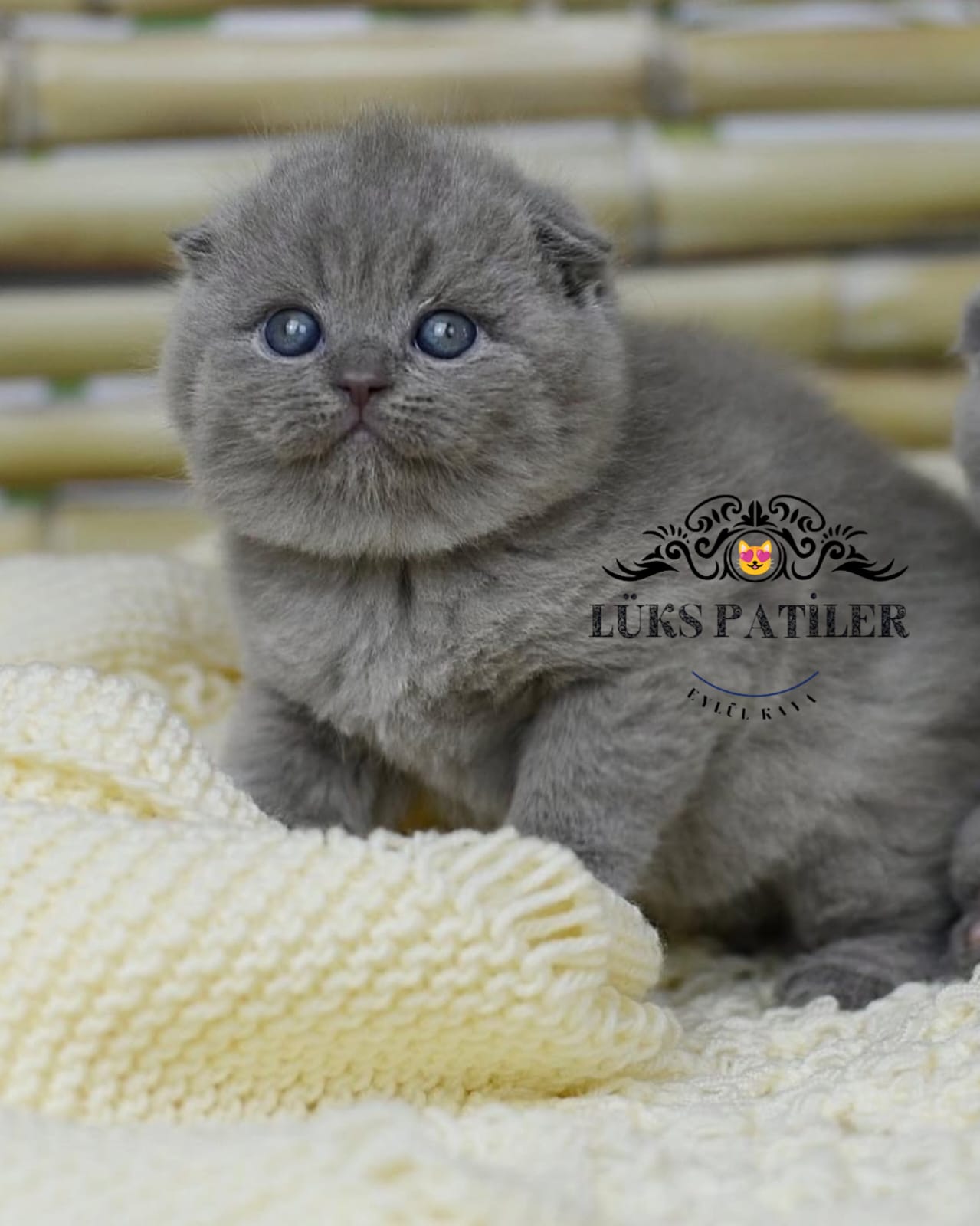 Gri Scottish Fold Shorthair