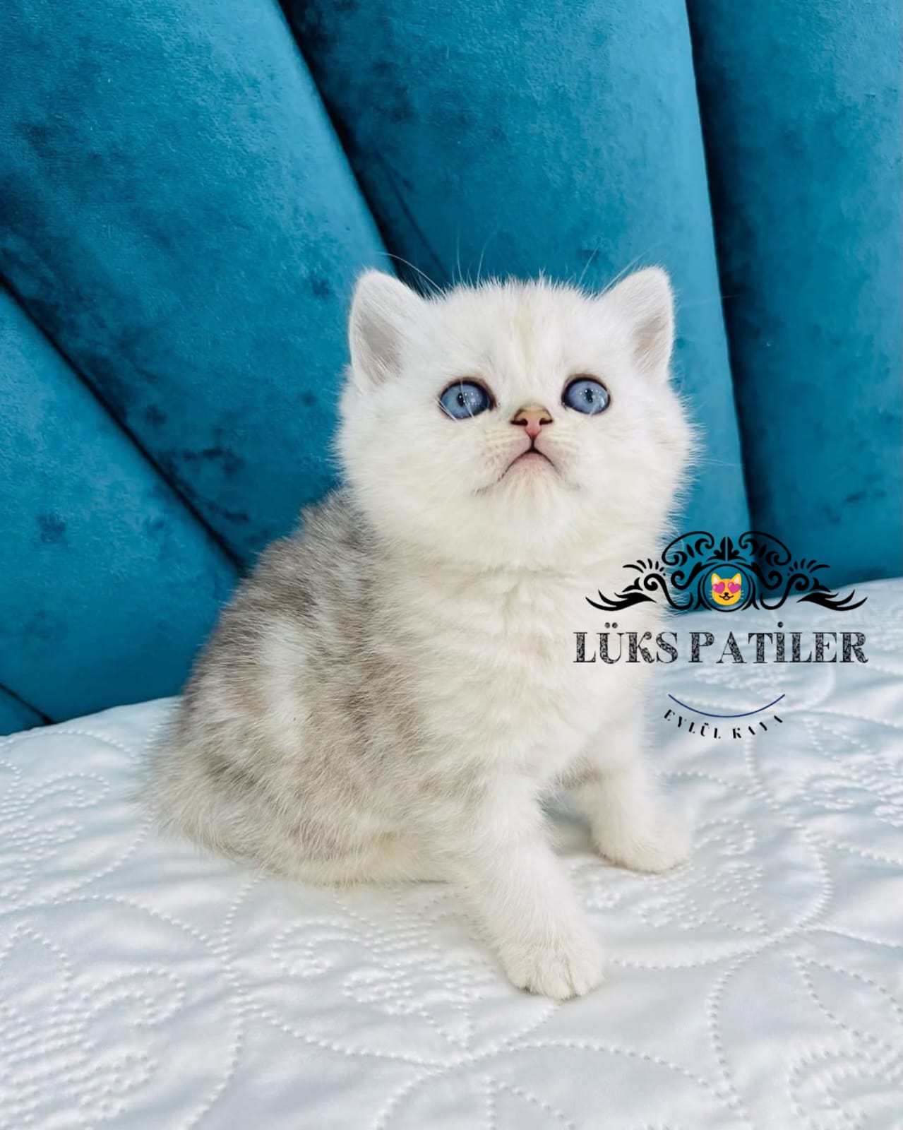 Silver British Shorthair NS24