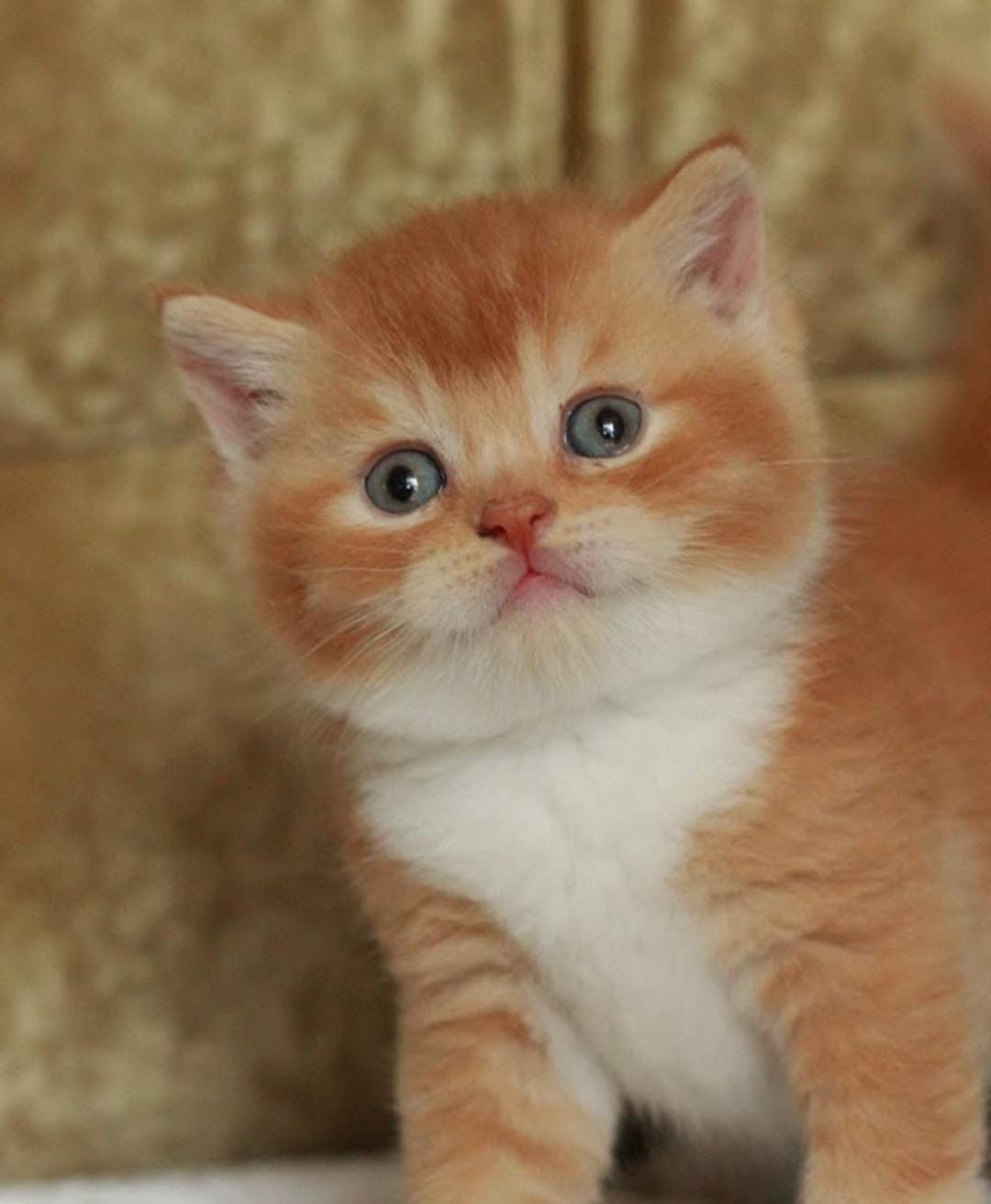 Golden British Shorthair NY12