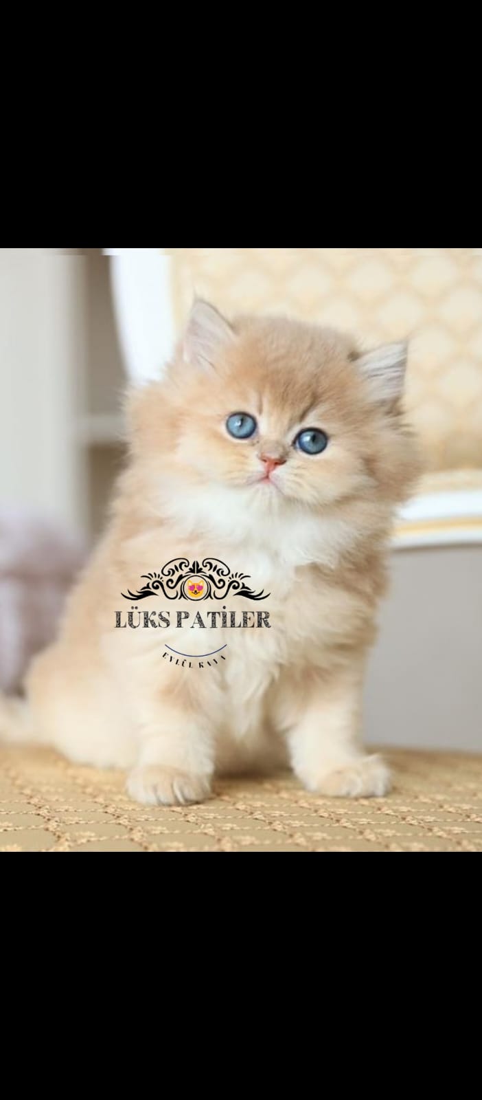 Golden British Longhair ny11