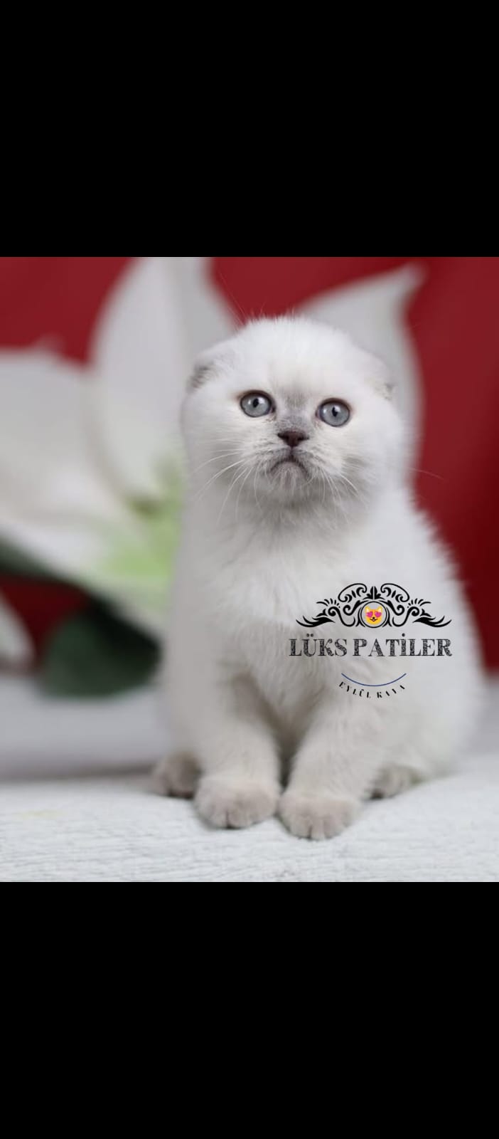 Blue point Scottish Fold Shorthair