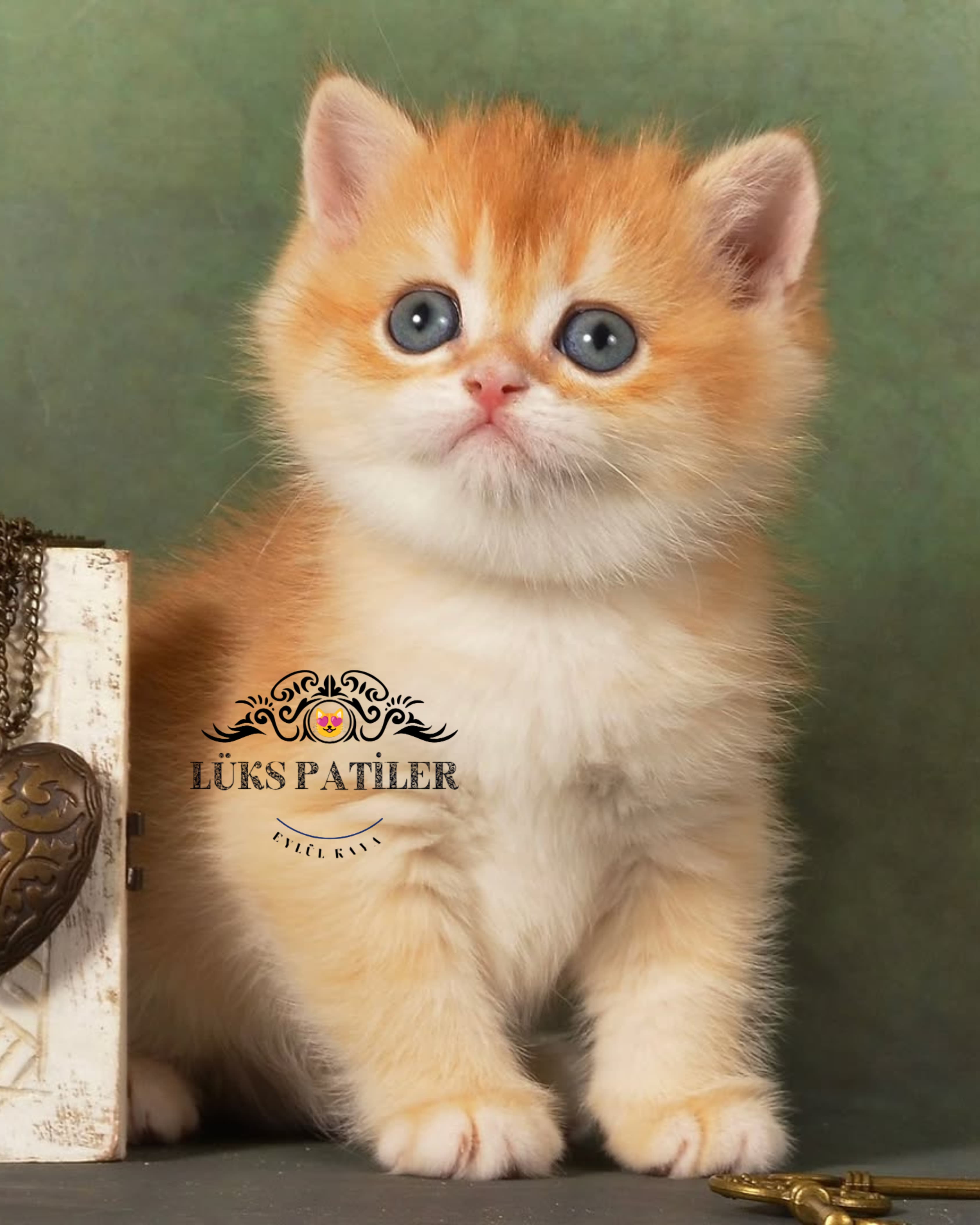 Golden British Shorthair ny12