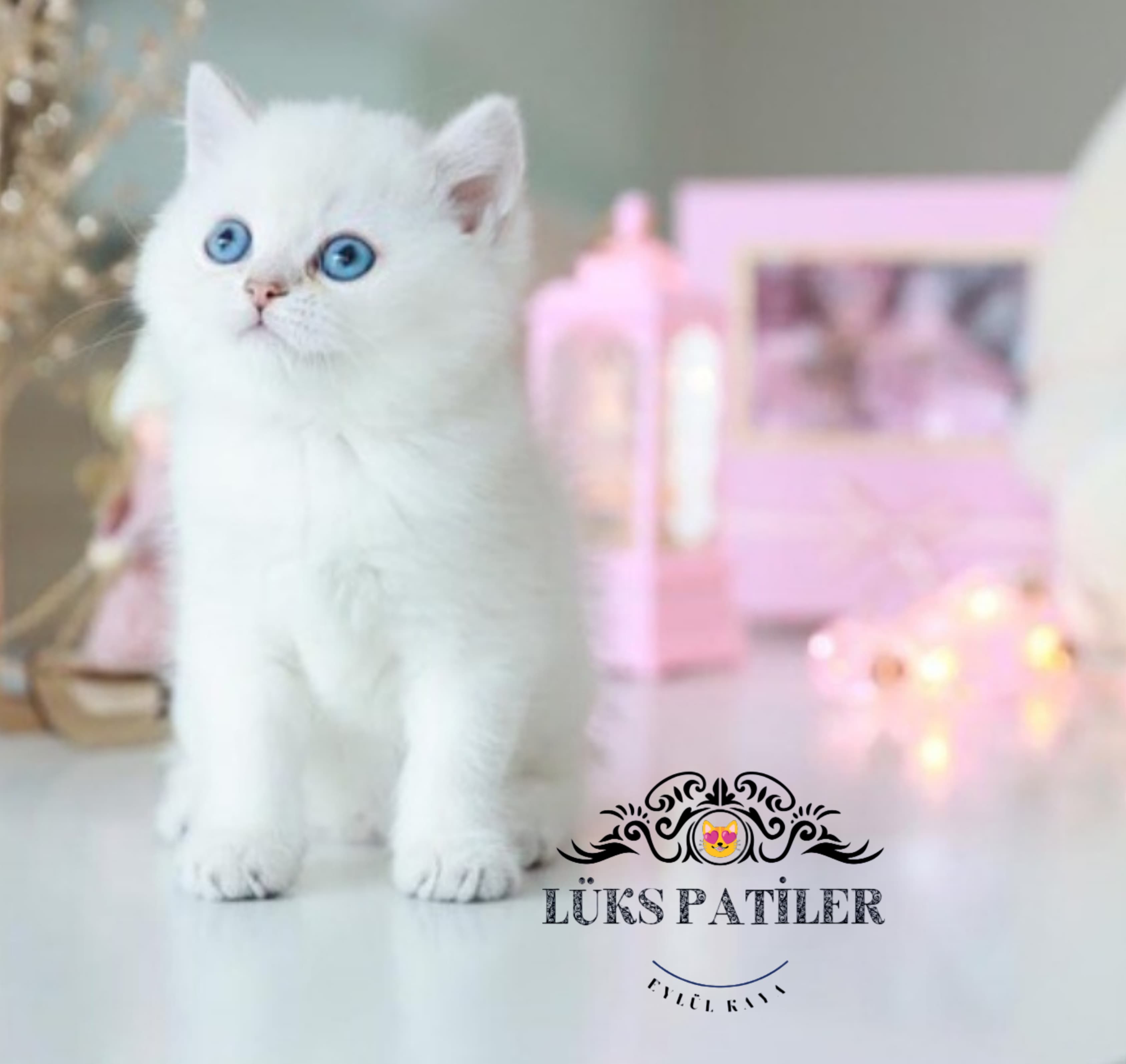 Silver British Shorthair ns1133