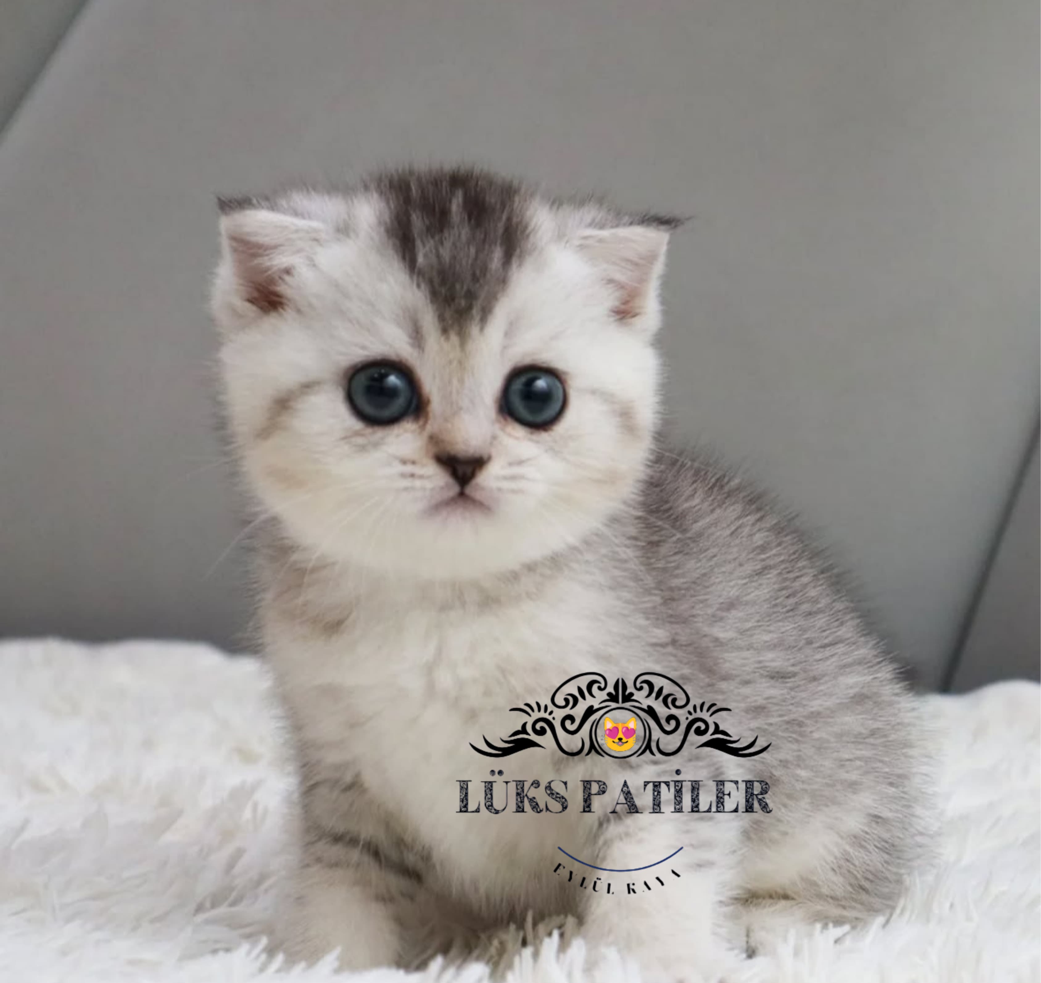 Silver British Shorthair NS24