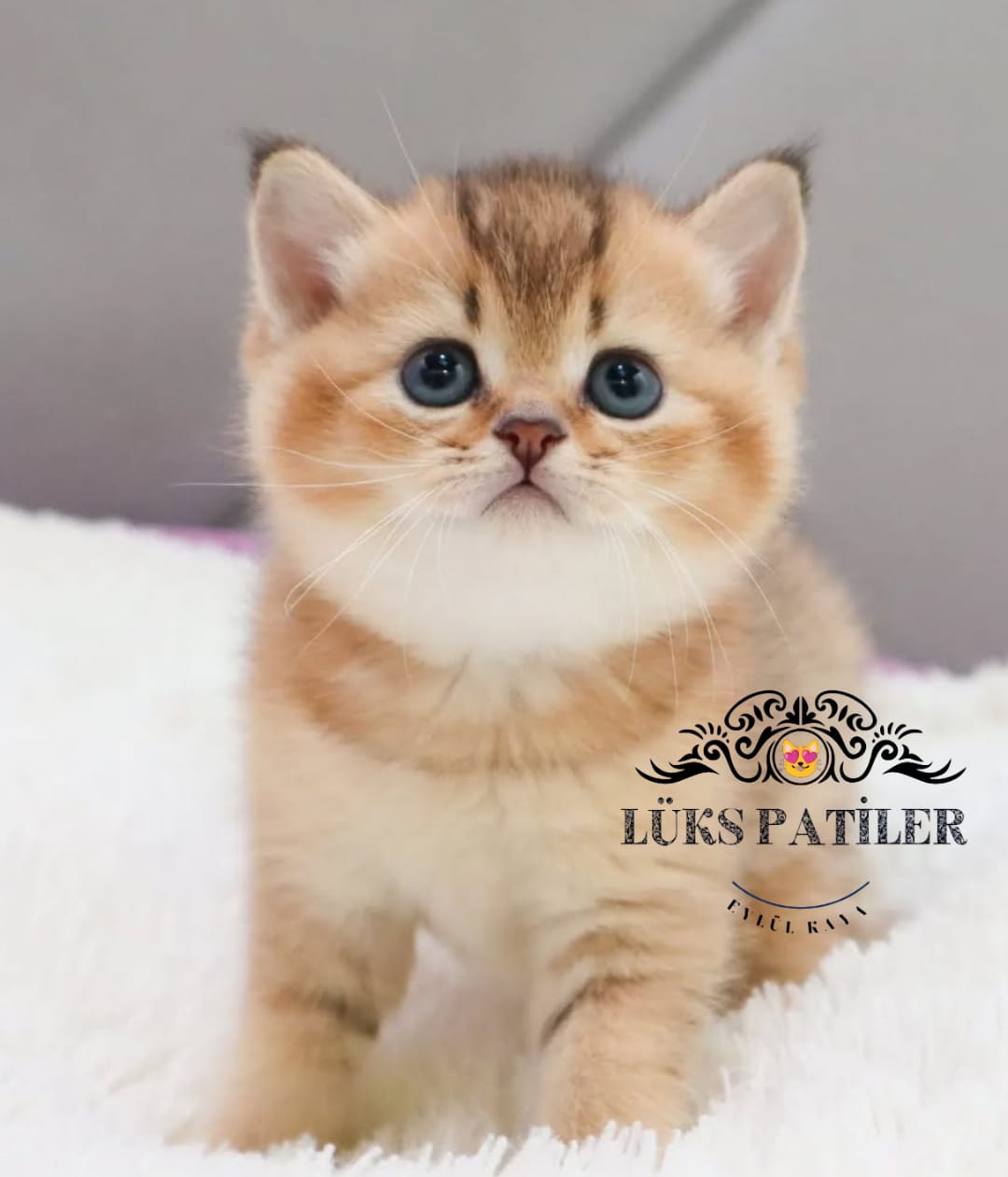 Golden British Shorthair ny24