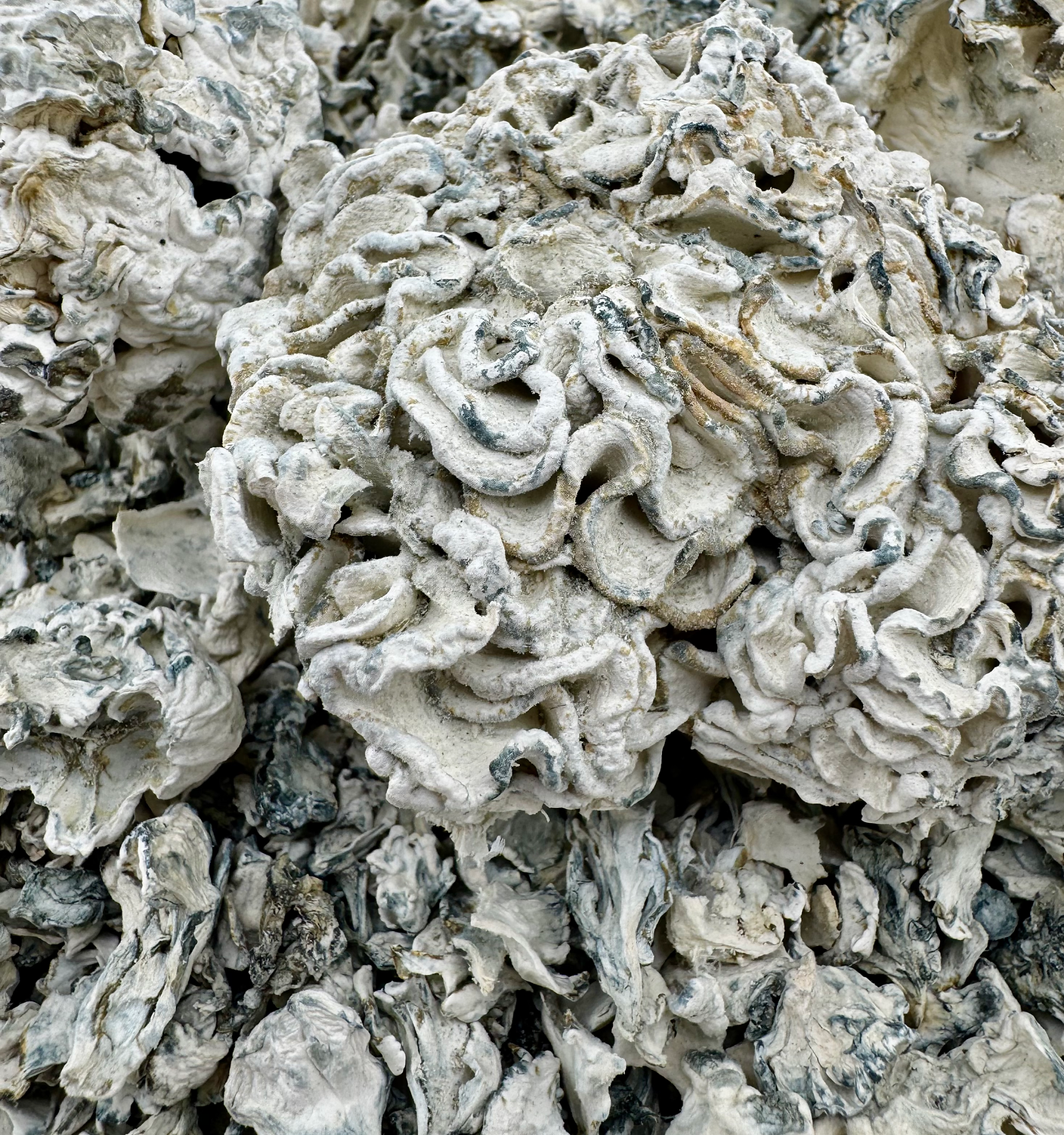 Enigma Psilocybin Mushroom