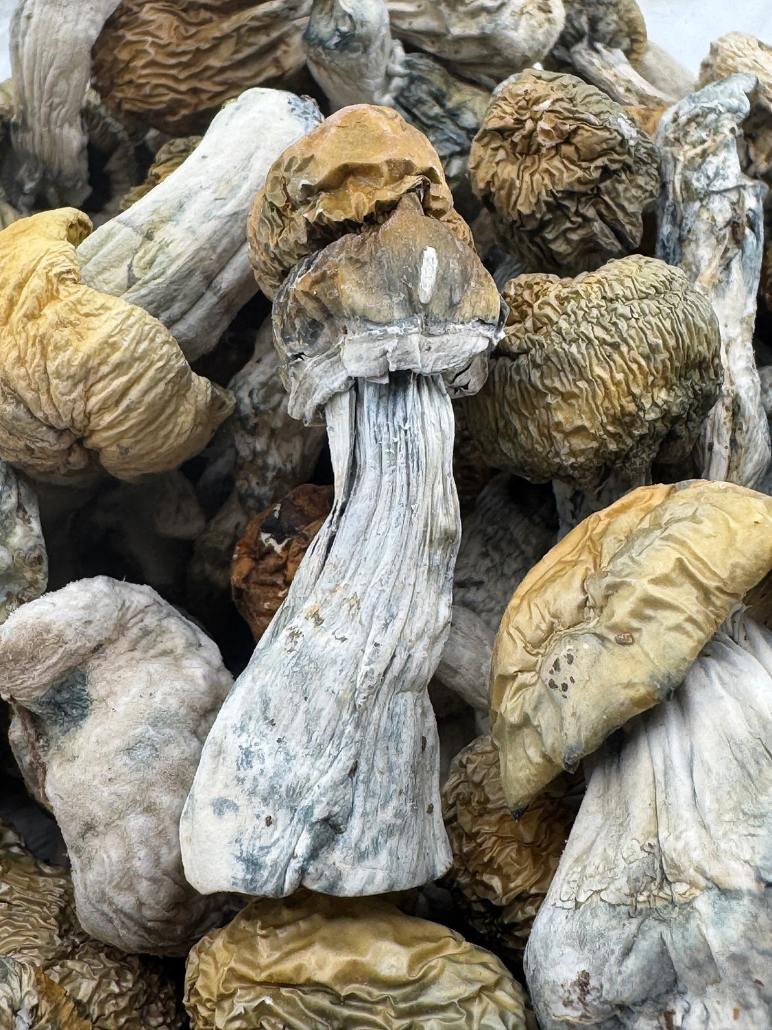 Bluey Vuitton - Exotic Psilocybin Mushroom