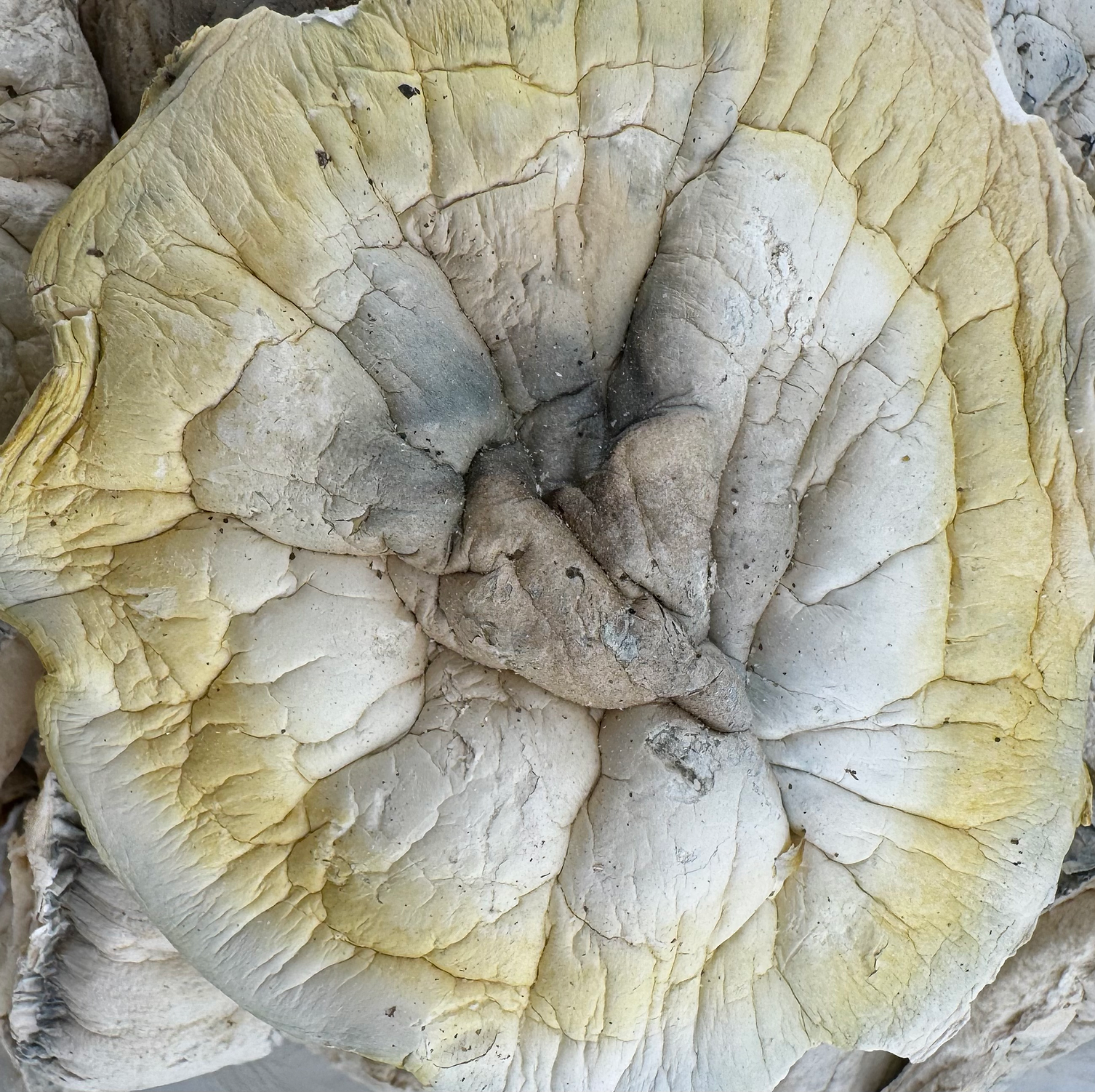 Albino Penis Envy “APE” Psilocybin Mushroom