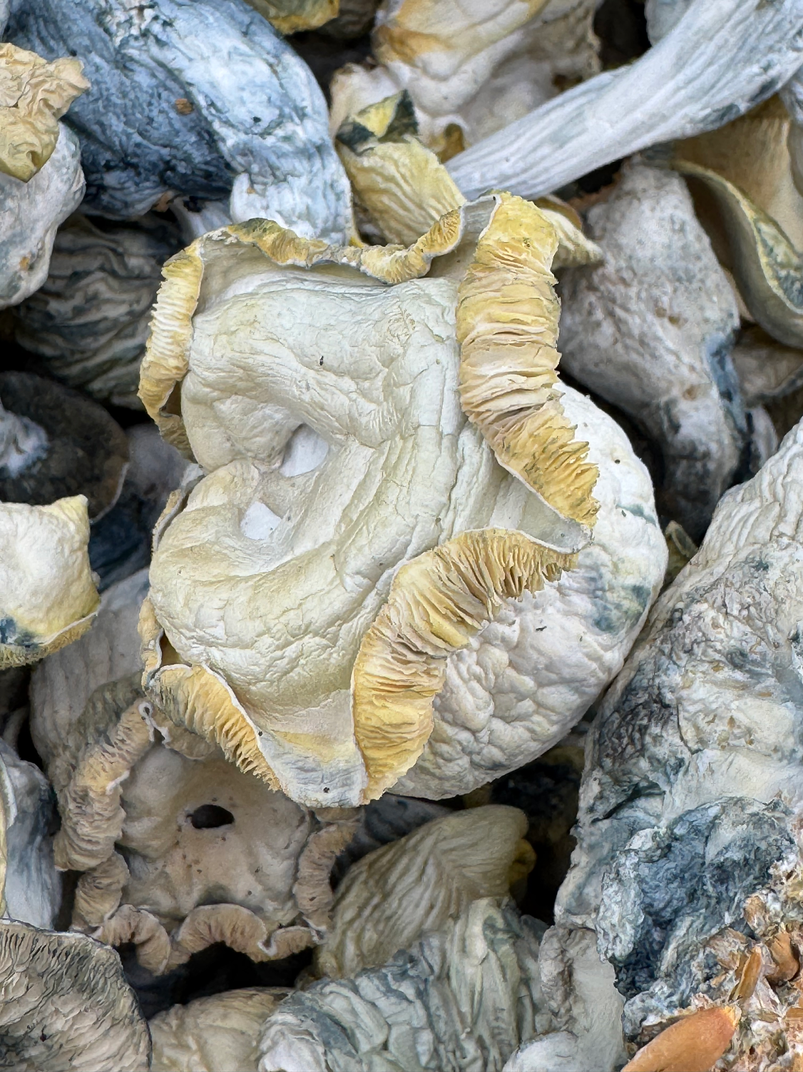 Snow White Psilocybin Mushroom