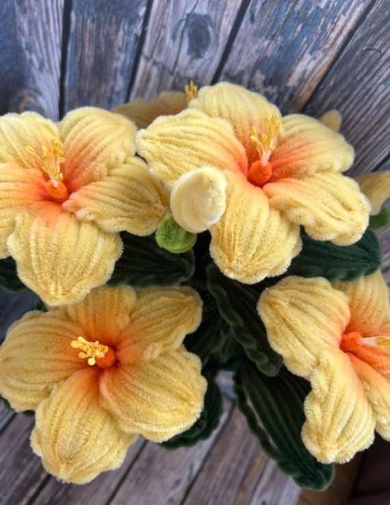 Hibiscus Jaune Oranger 