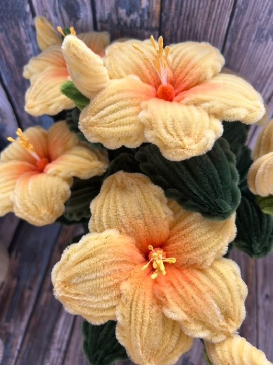 Hibiscus Jaune Oranger 