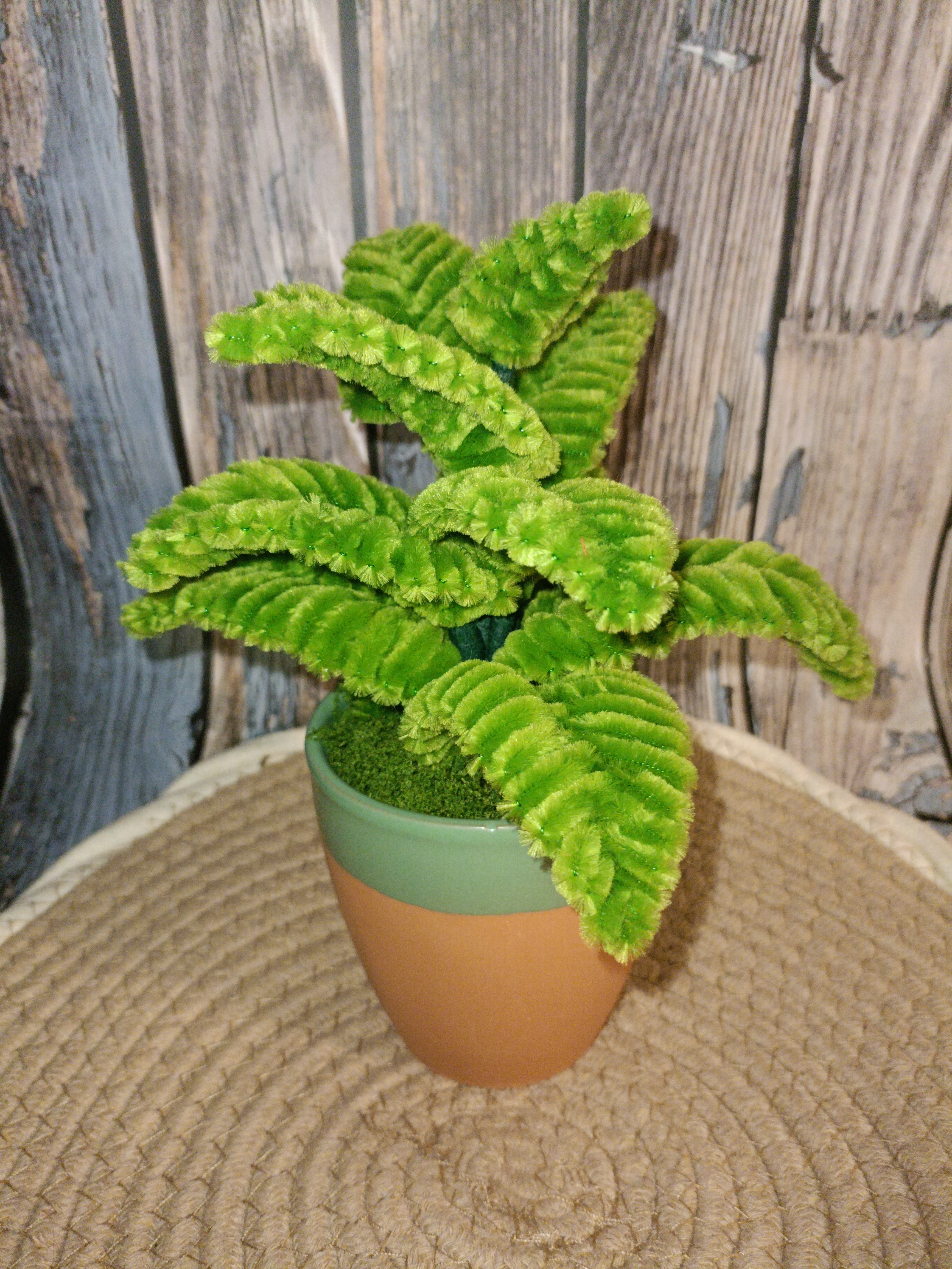Plante verte Philodendron 