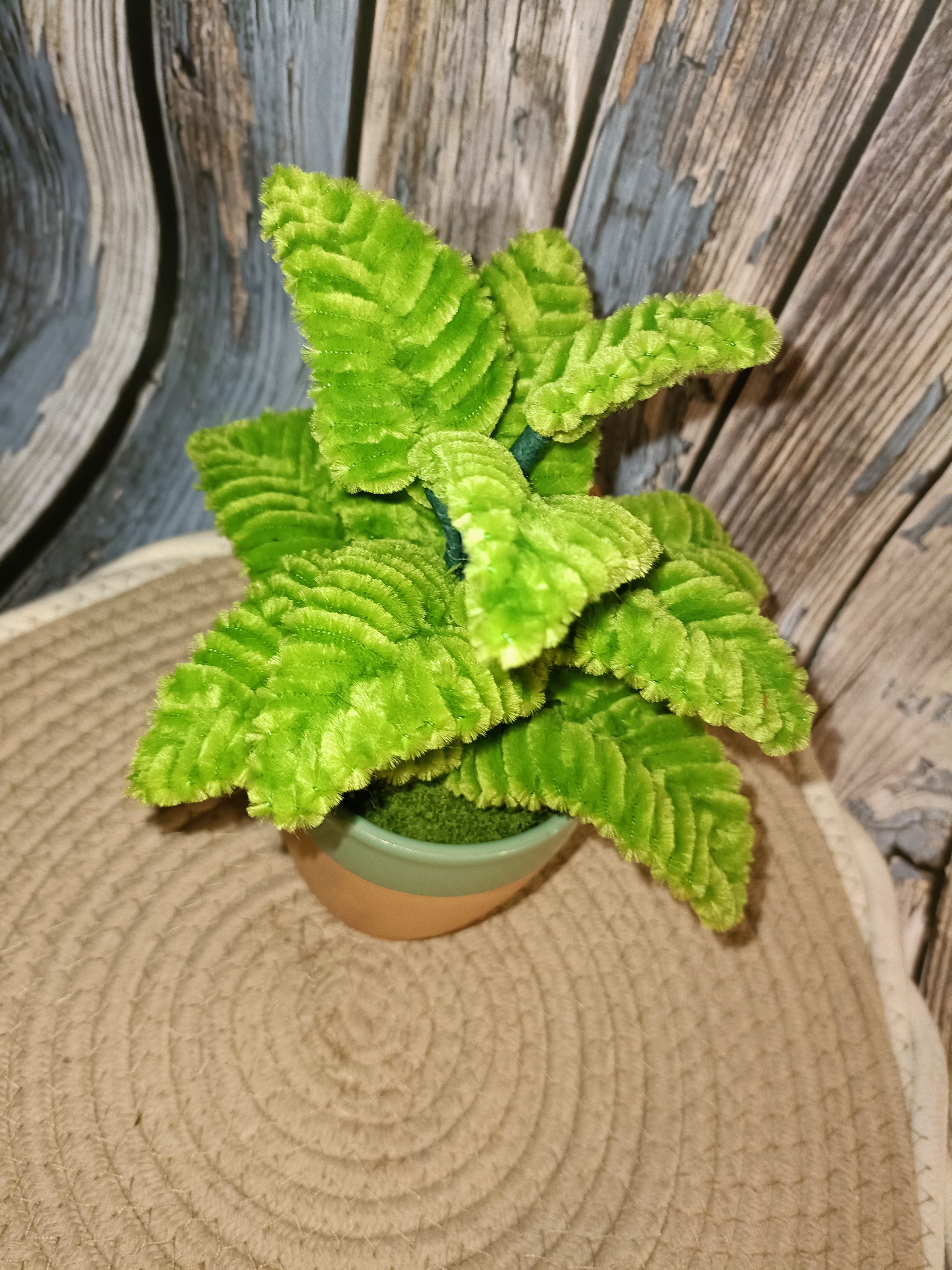 Plante verte Philodendron 