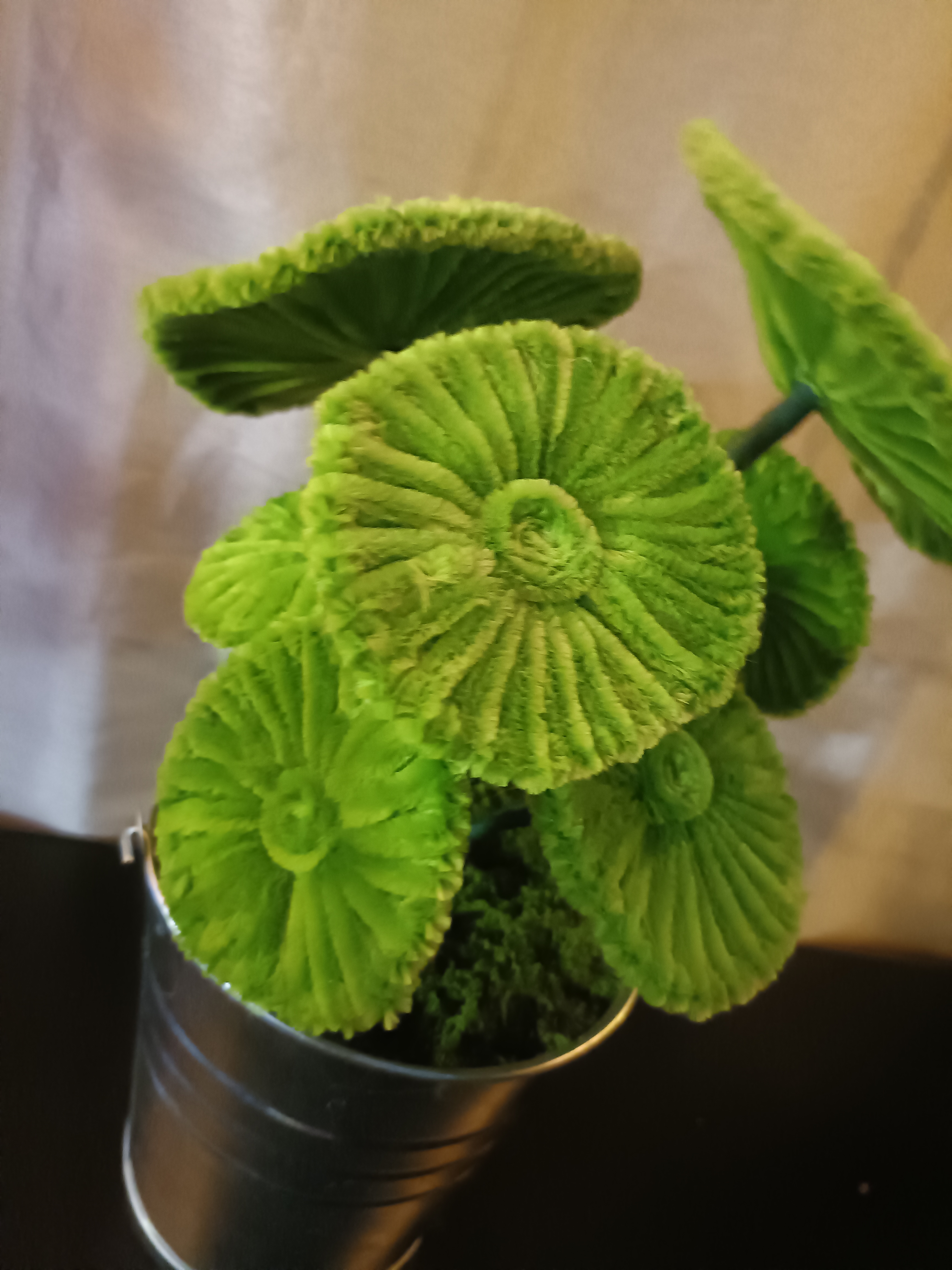 Plante pilea 