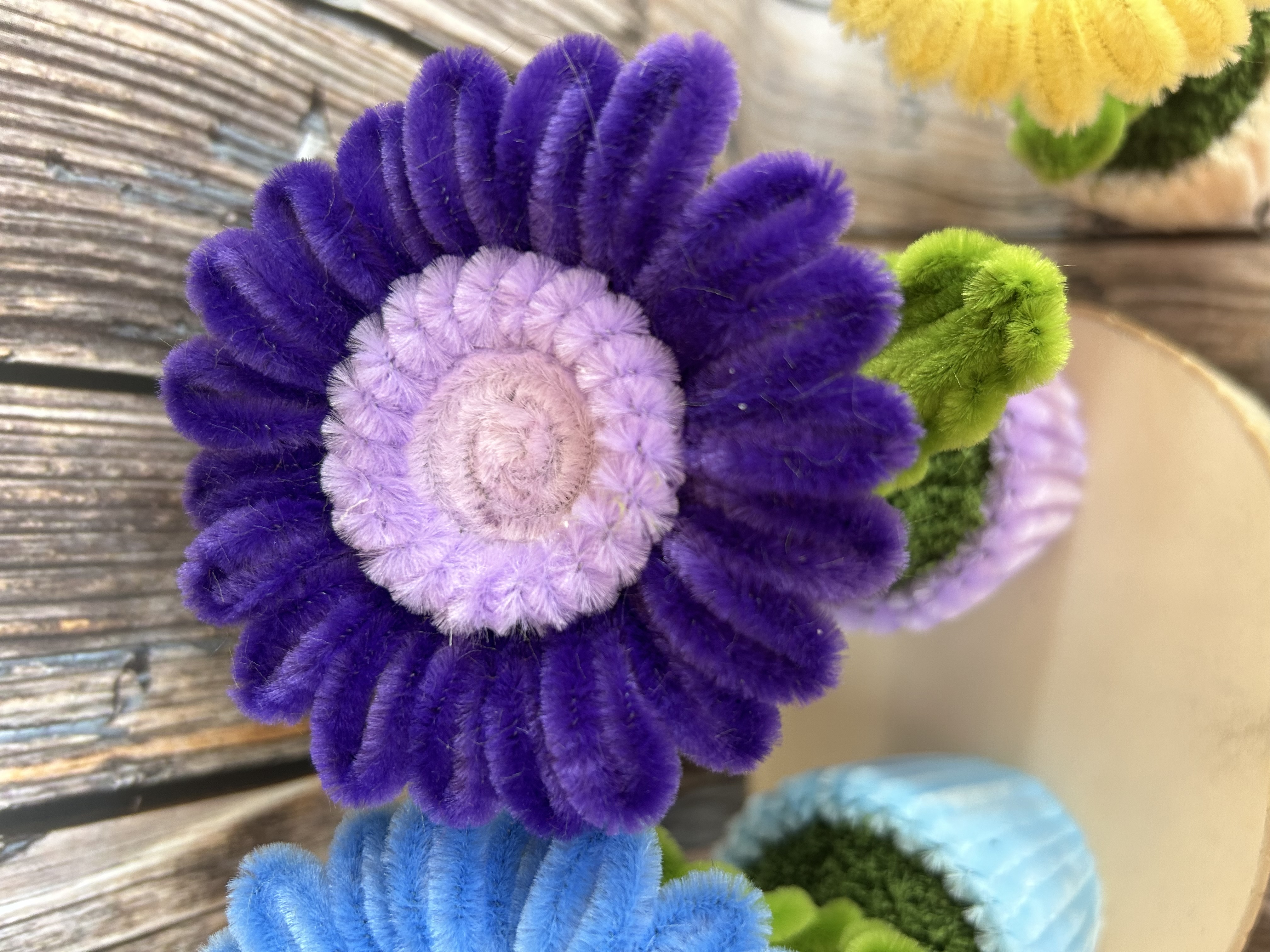 Gerbera petit pot 