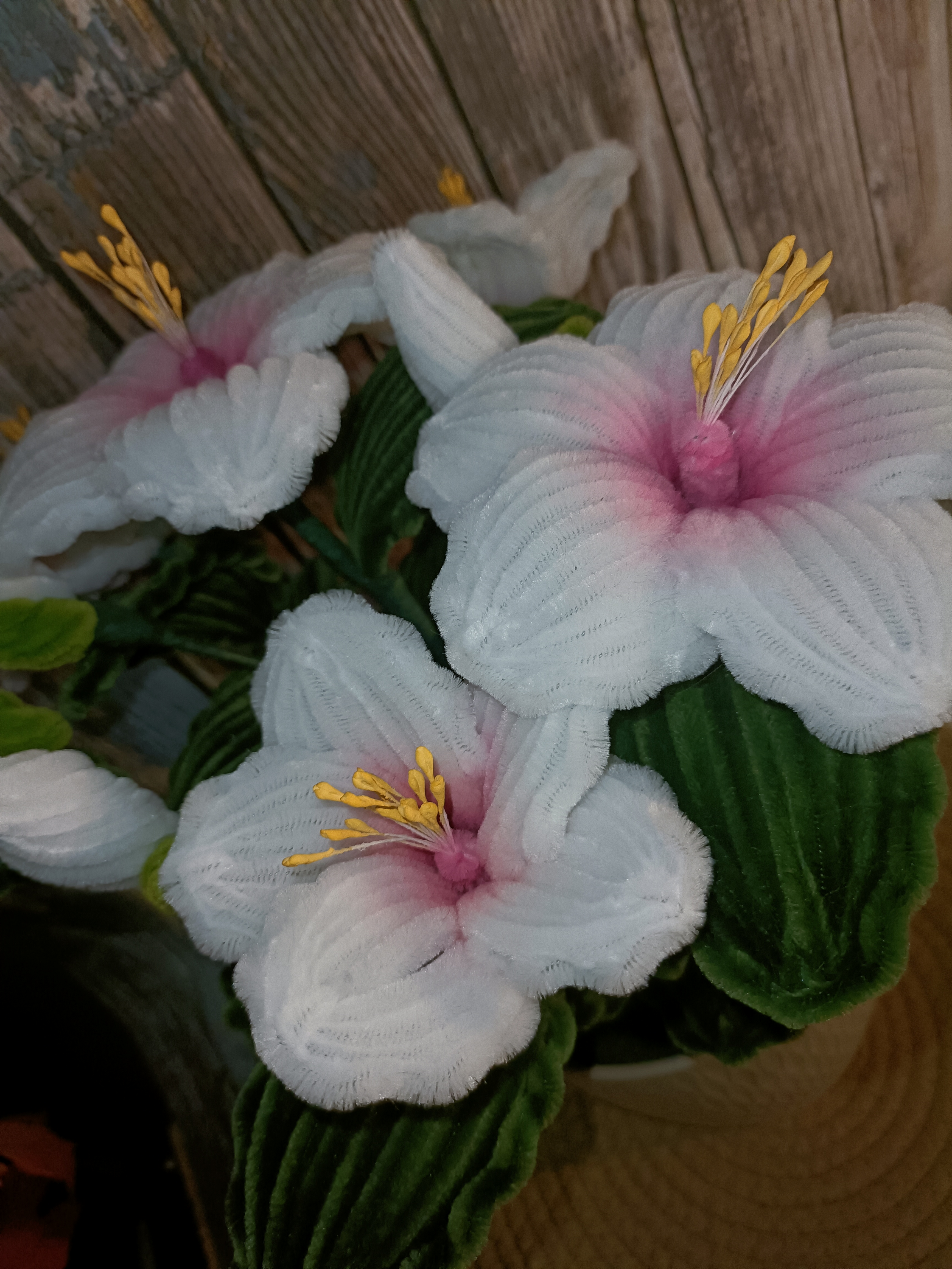 Hibiscus blanc et rose 