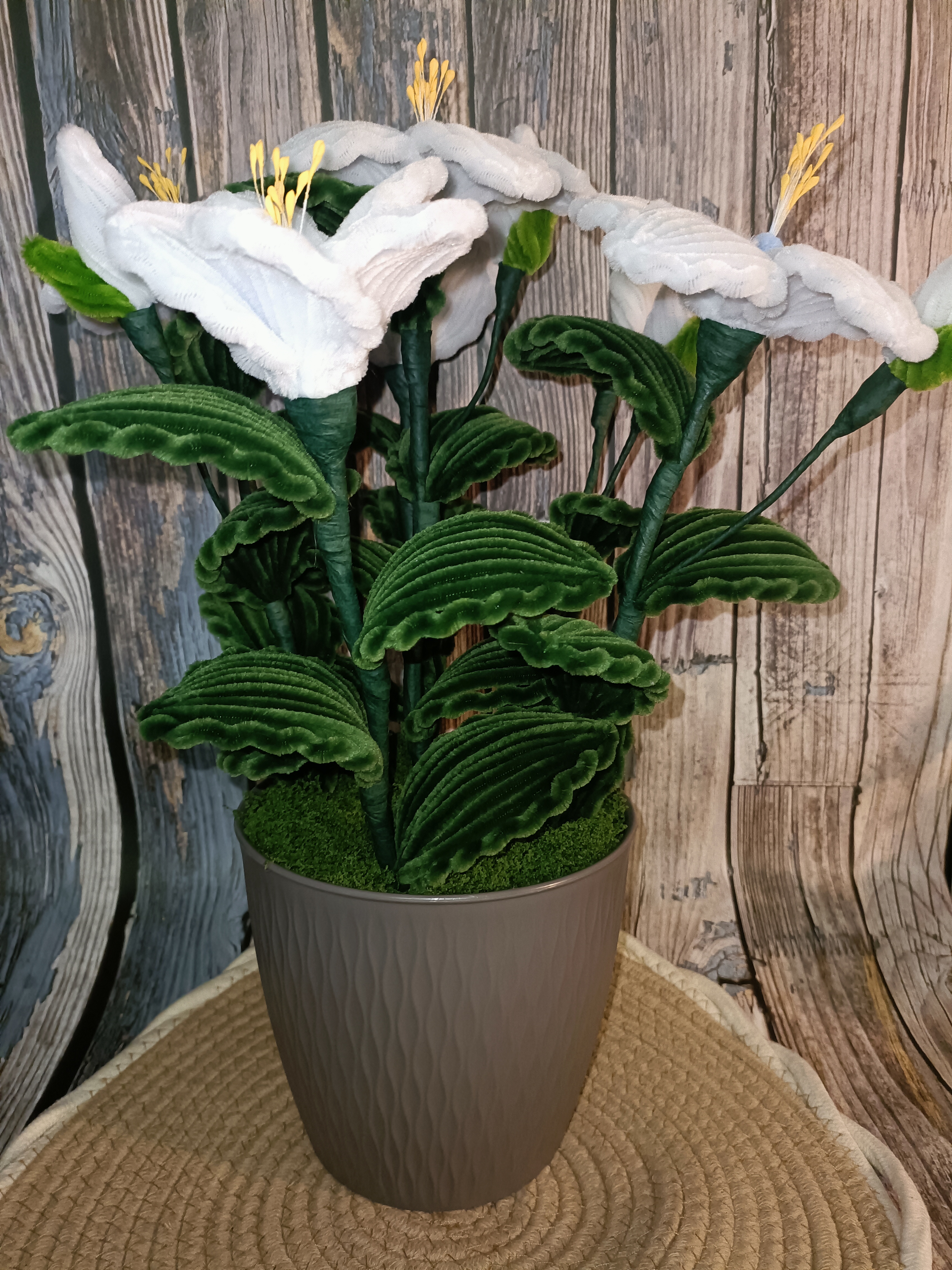 Hibiscus blanc et bleu 