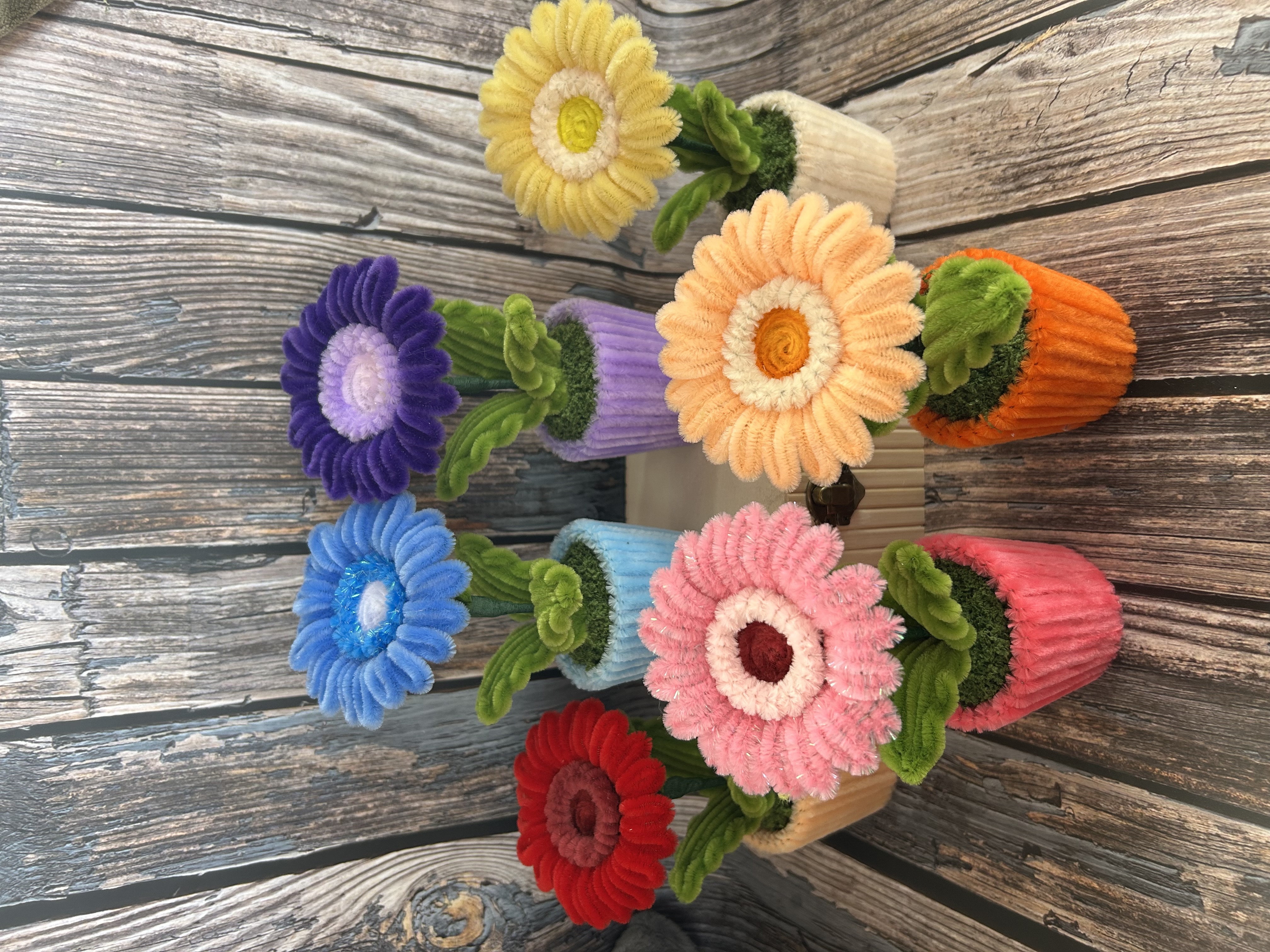 Gerbera petit pot 
