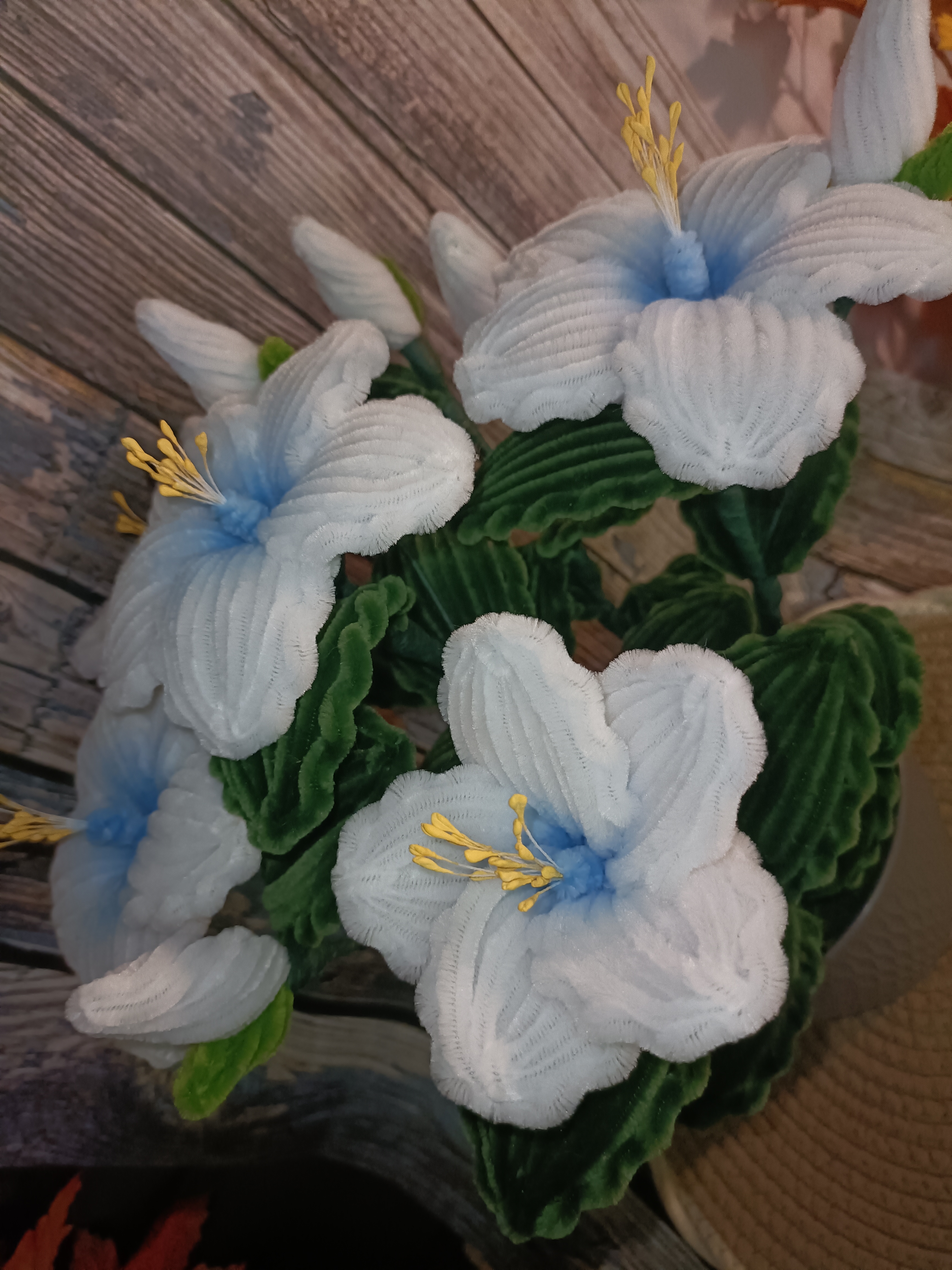 Hibiscus blanc et bleu 