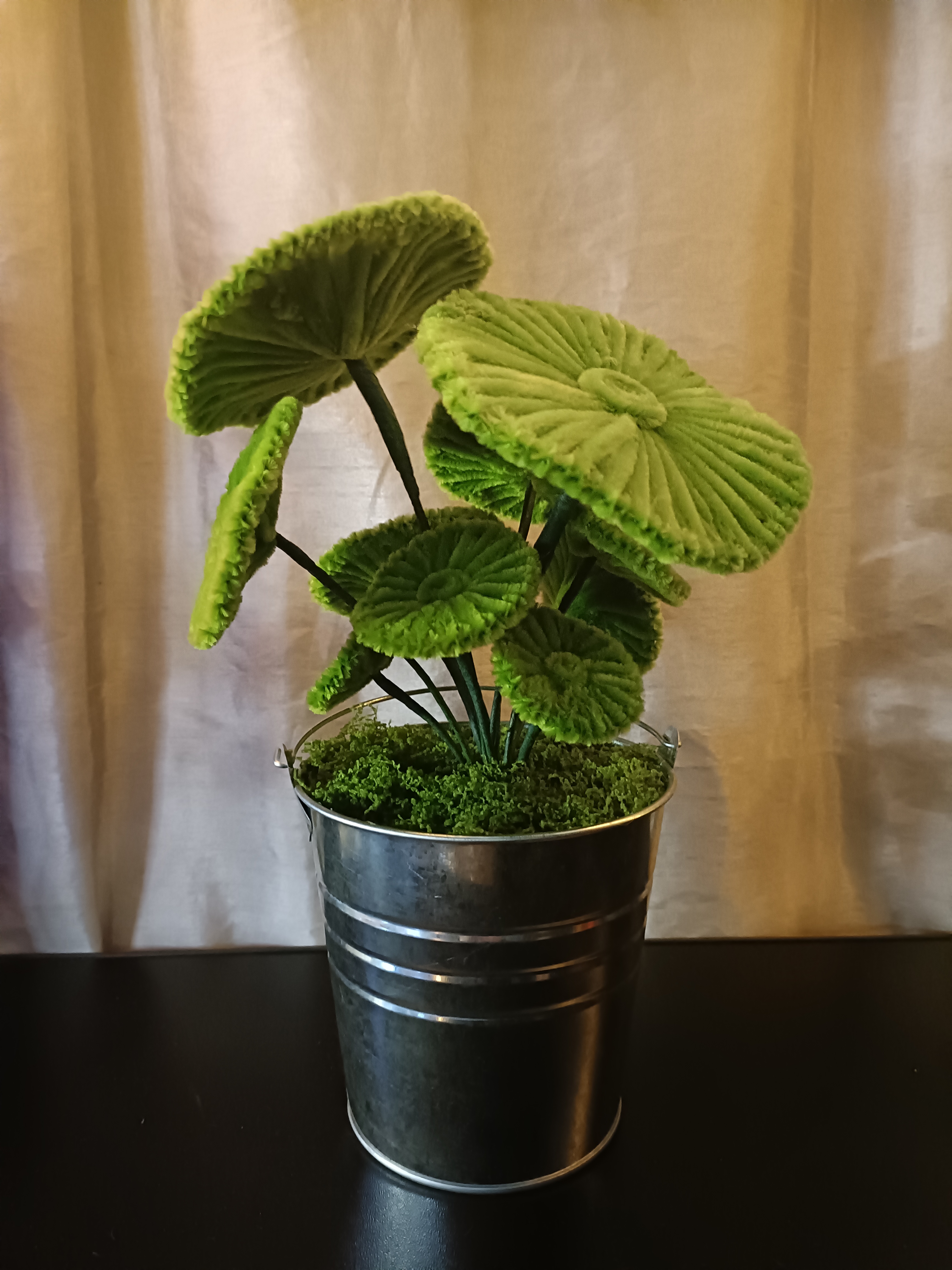 Plante pilea