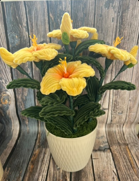 Hibiscus Jaune Oranger 