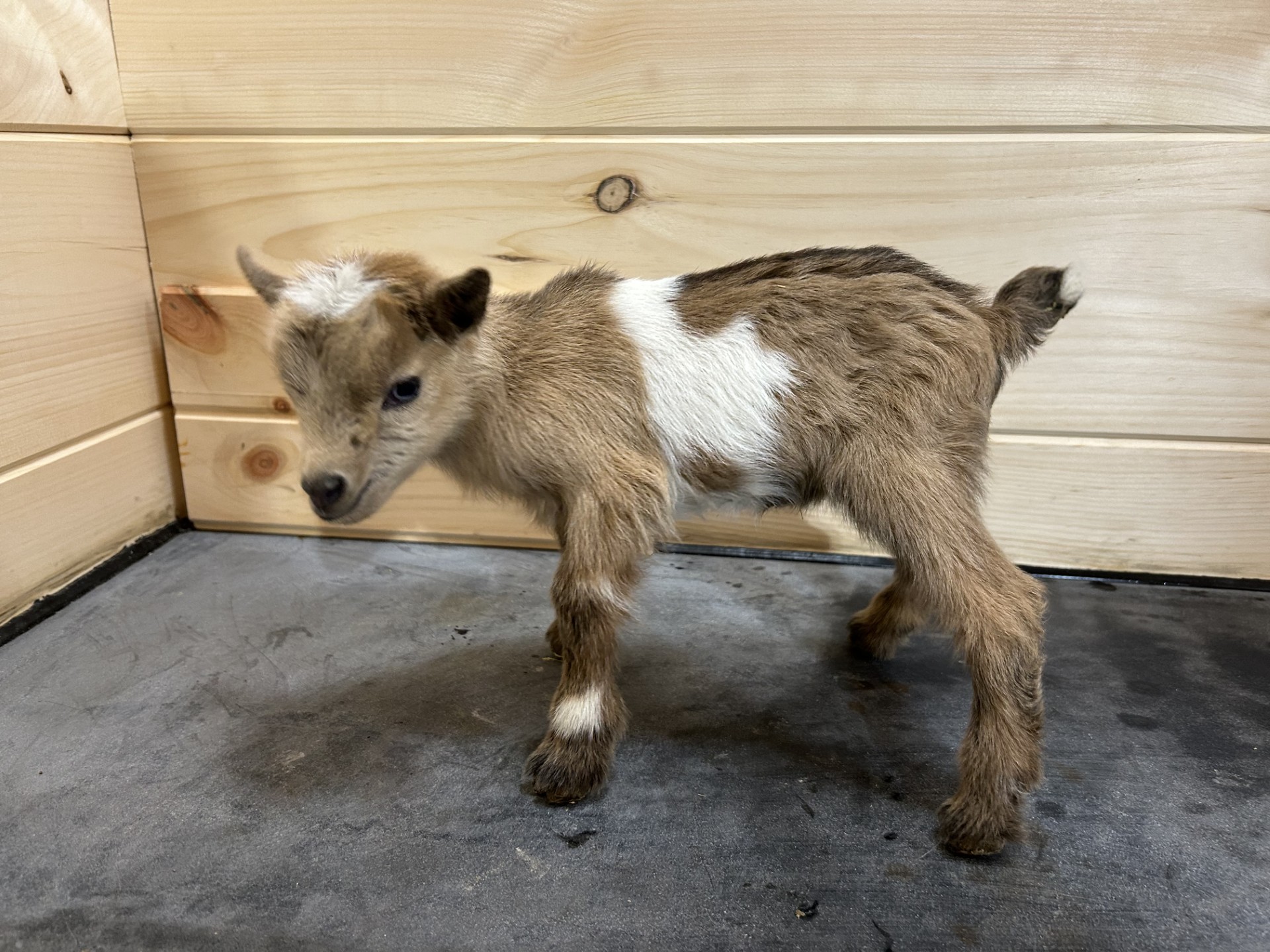 (SOLD) Poppy's - T6 Buckling (twin litter)