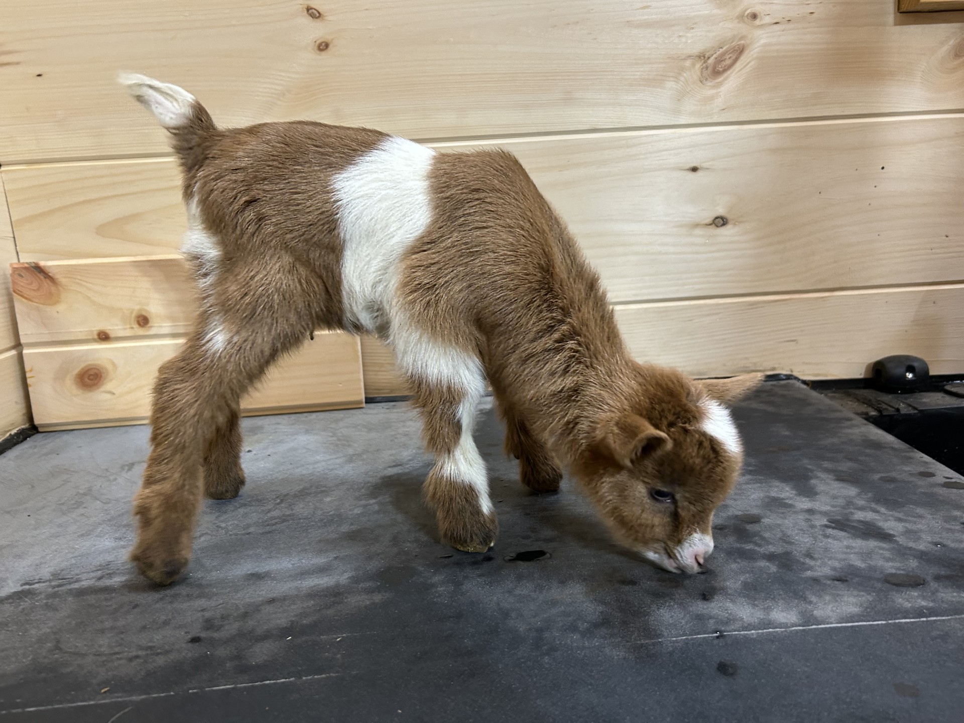 (SOLD) Poppy's - T5 Buckling (twin litter)