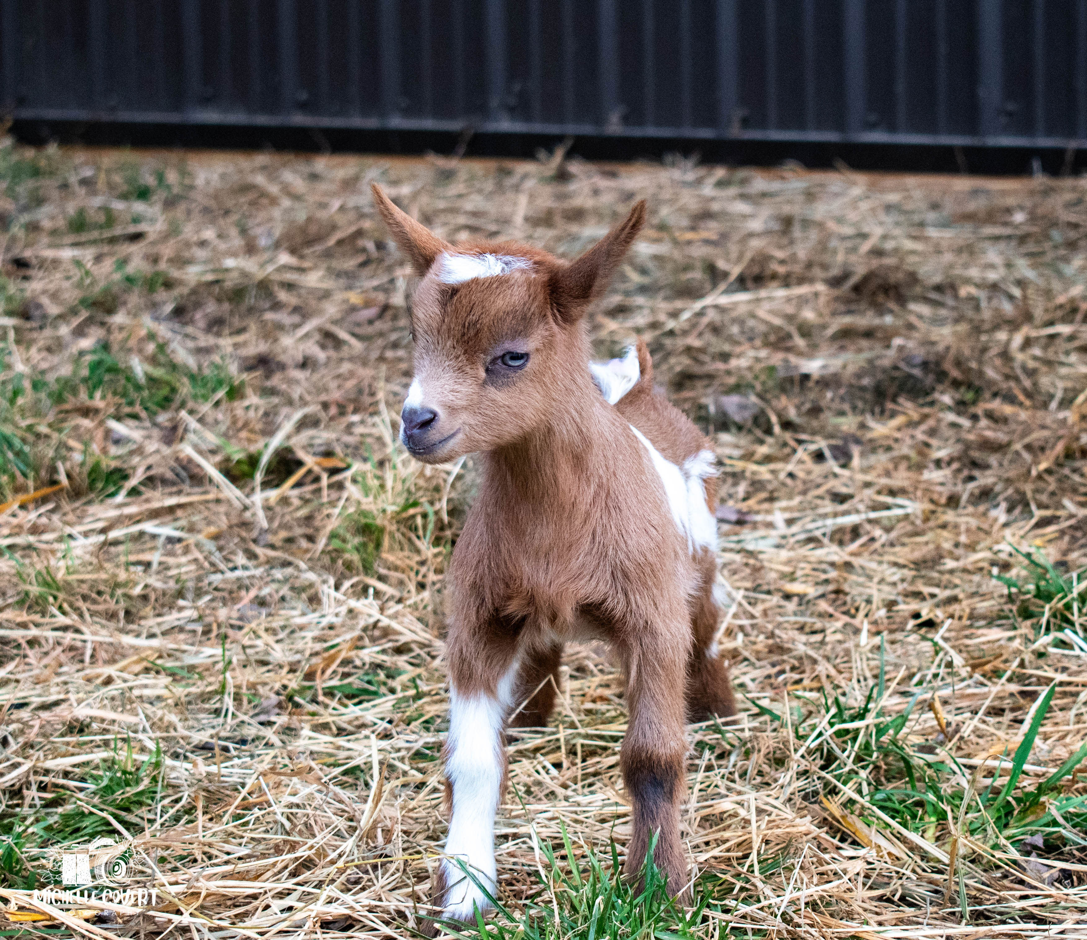 (SOLD) Poppy's - T5 Buckling (twin litter)