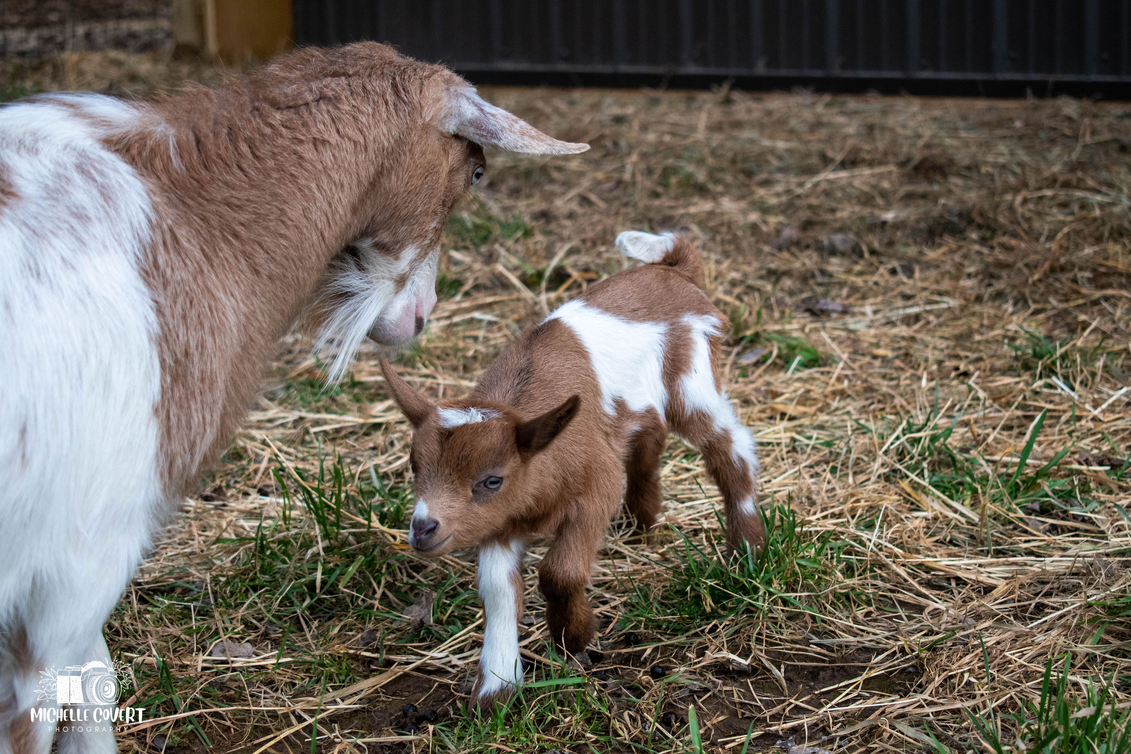 (SOLD) Poppy's - T5 Buckling (twin litter)