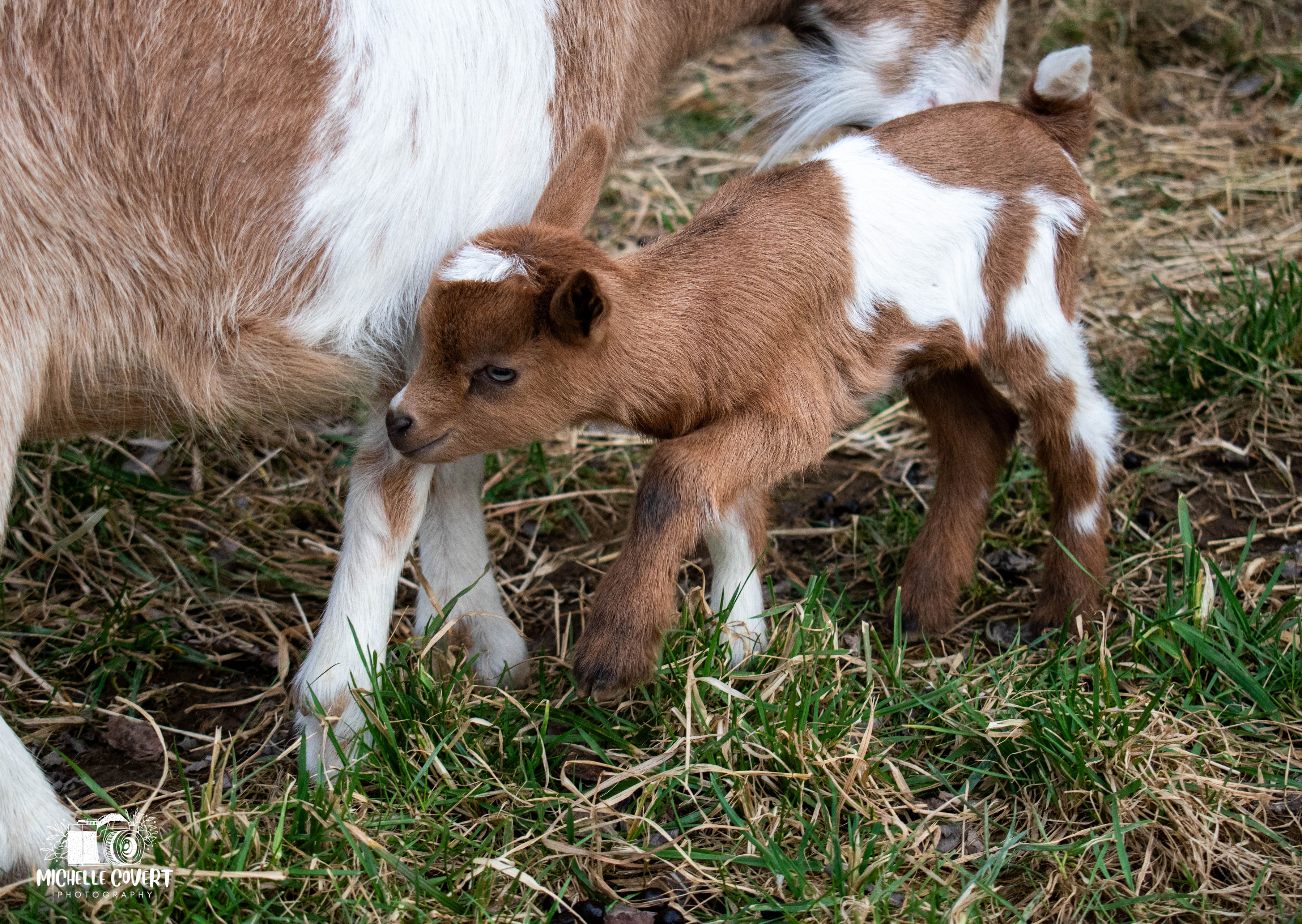 (SOLD) Poppy's - T5 Buckling (twin litter)