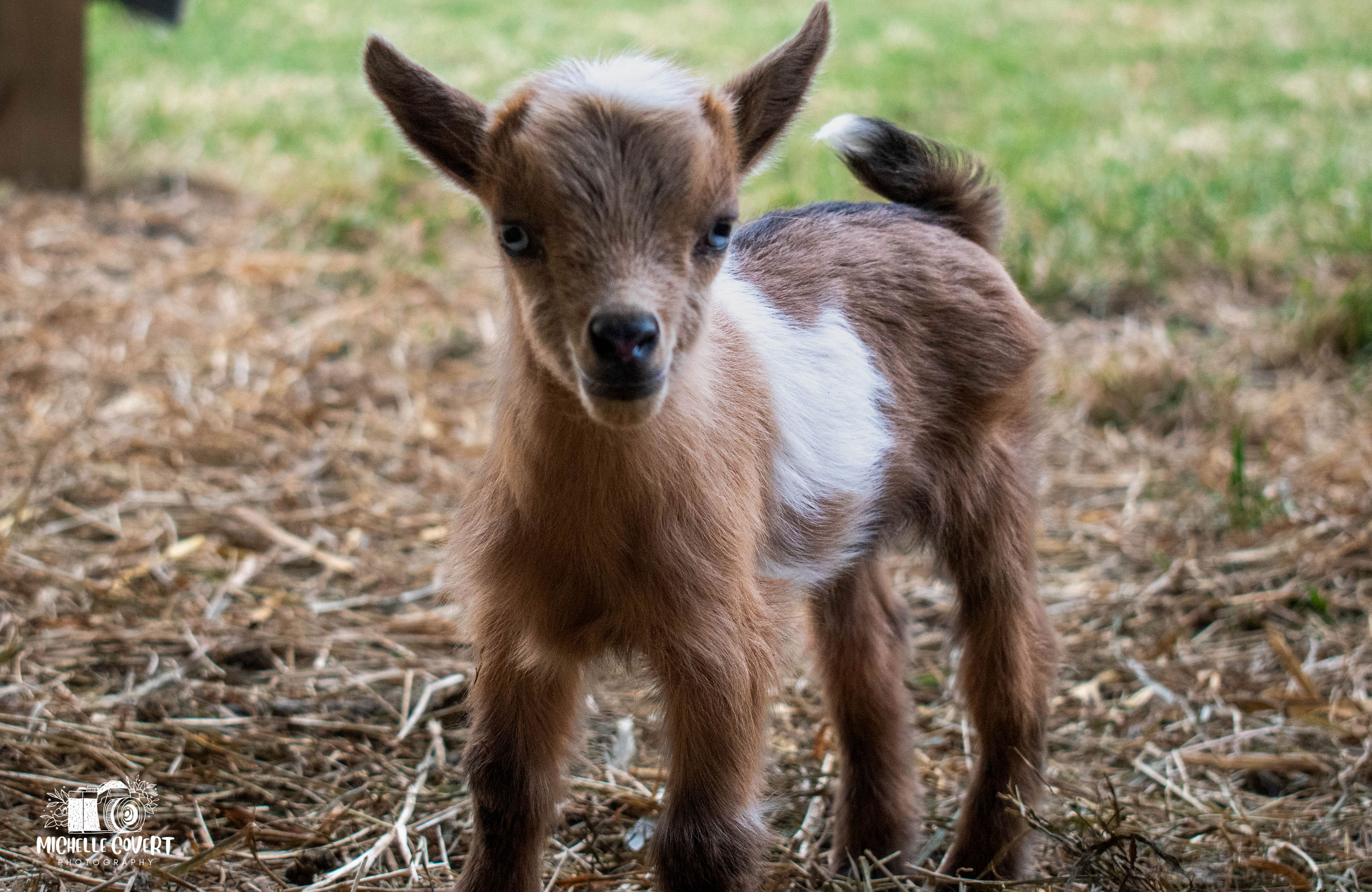 (SOLD) Poppy's - T6 Buckling (twin litter)