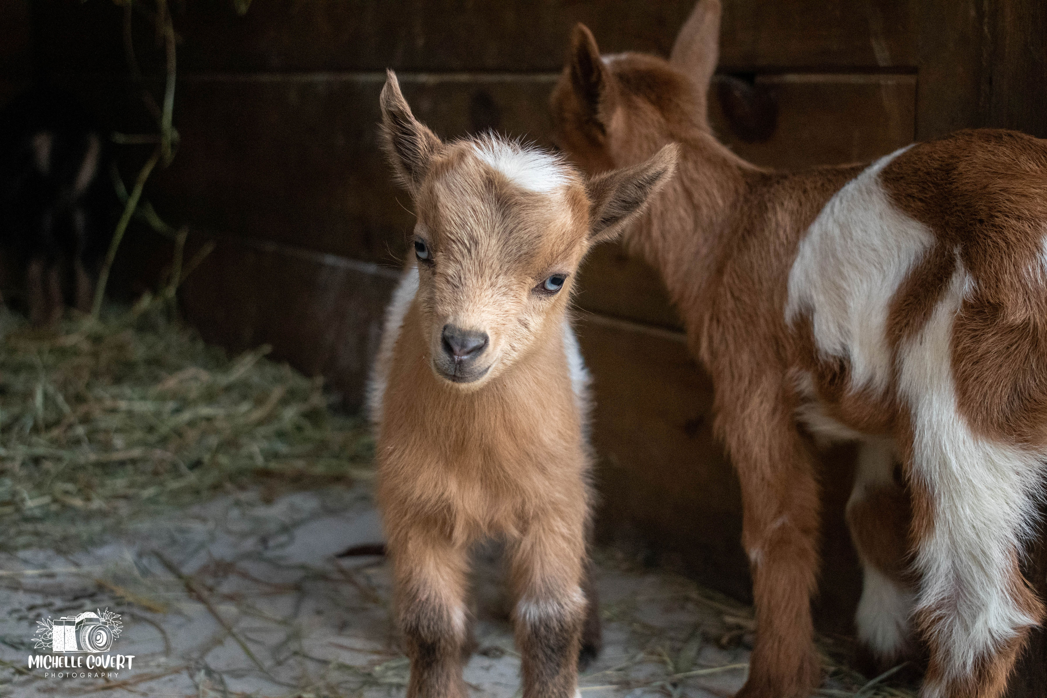 (SOLD) Poppy's - T6 Buckling (twin litter)