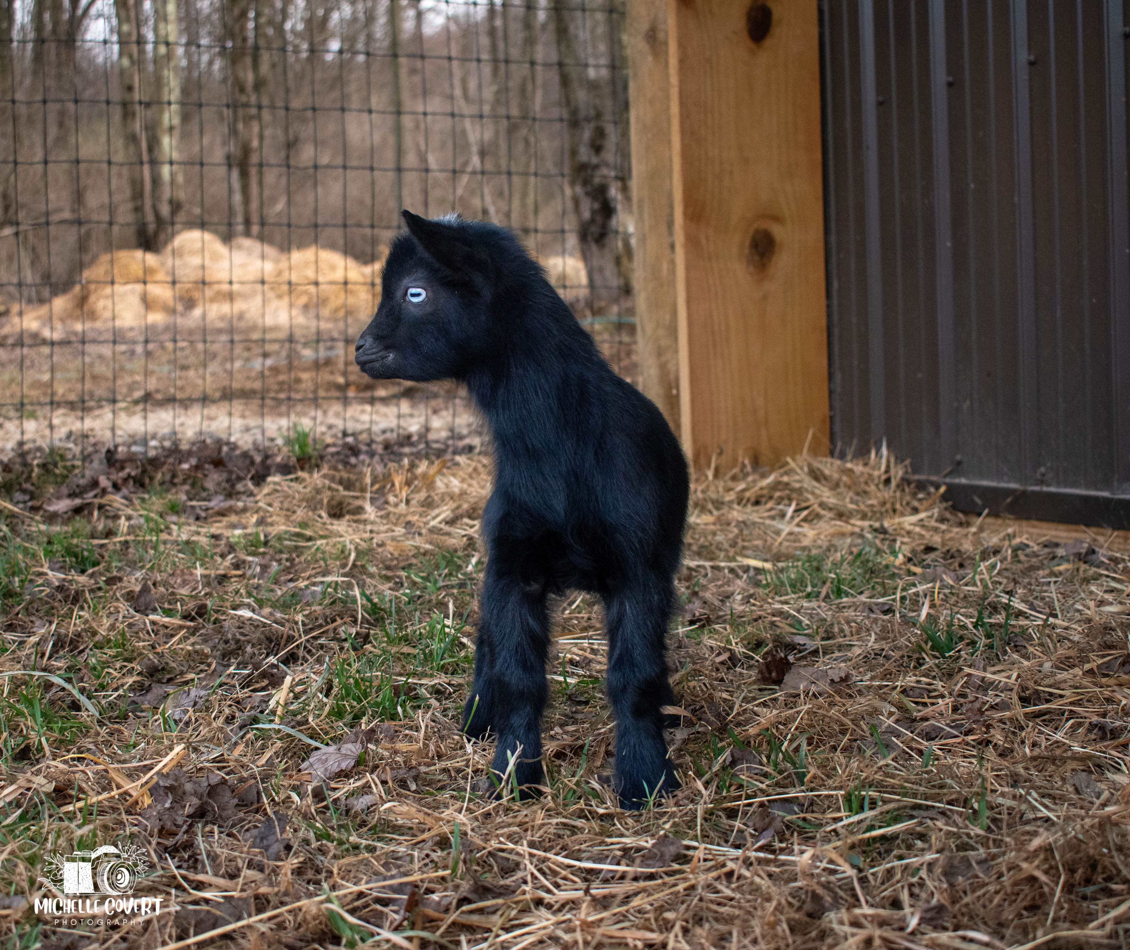 (SOLD) Lucy's - T3 Doeling (twin litter)